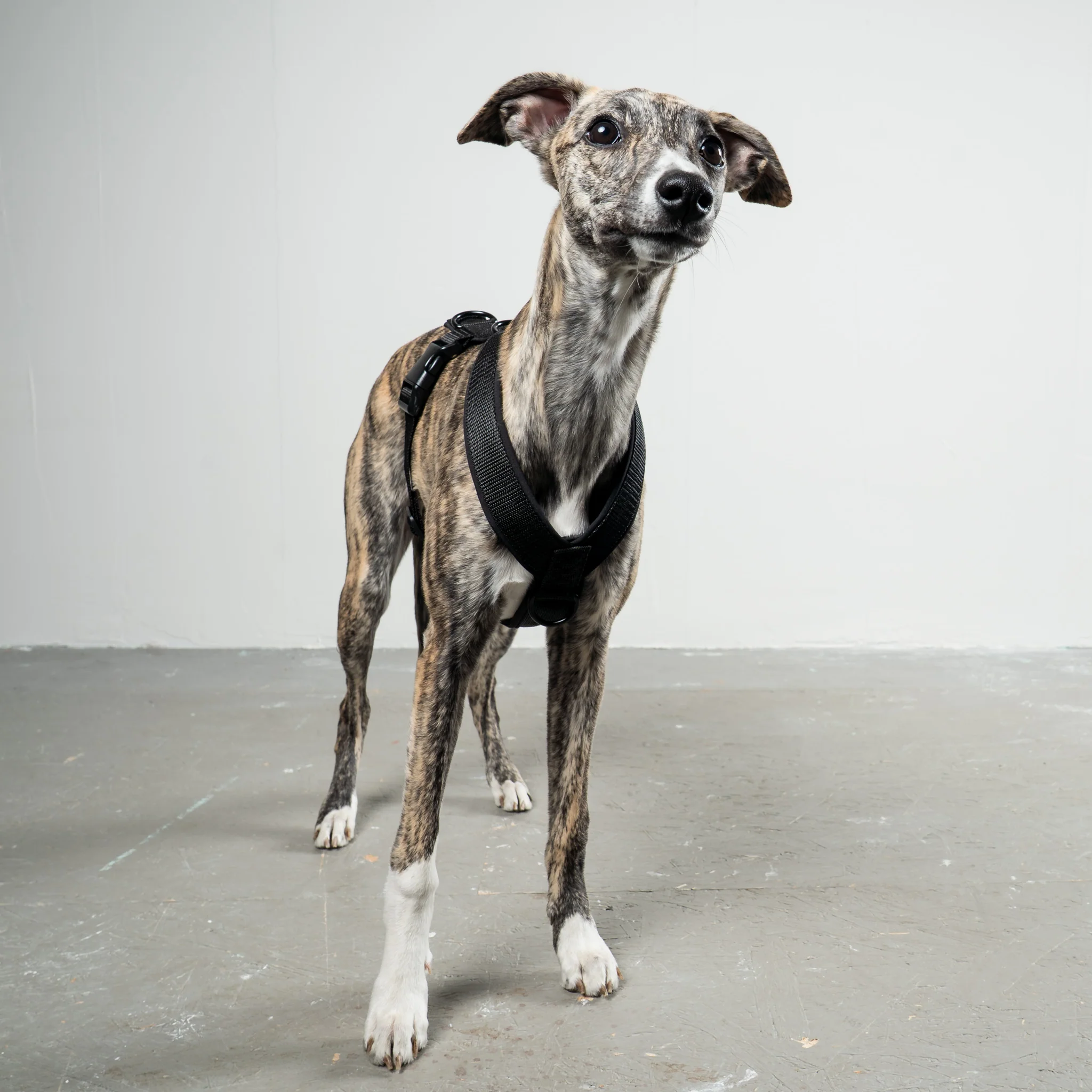 SOFTSHELL HUNDEGESCHIRR Windhund Schwarz - Image 3