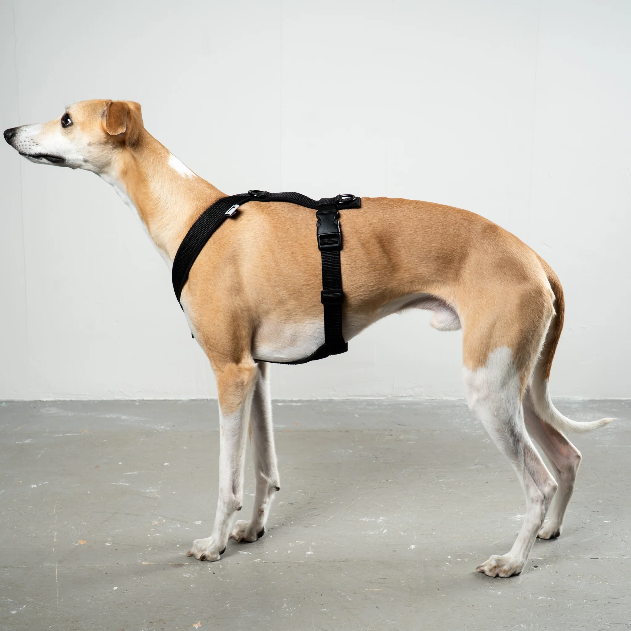 SOFTSHELL HUNDEGESCHIRR Windhund Schwarz - Image 4
