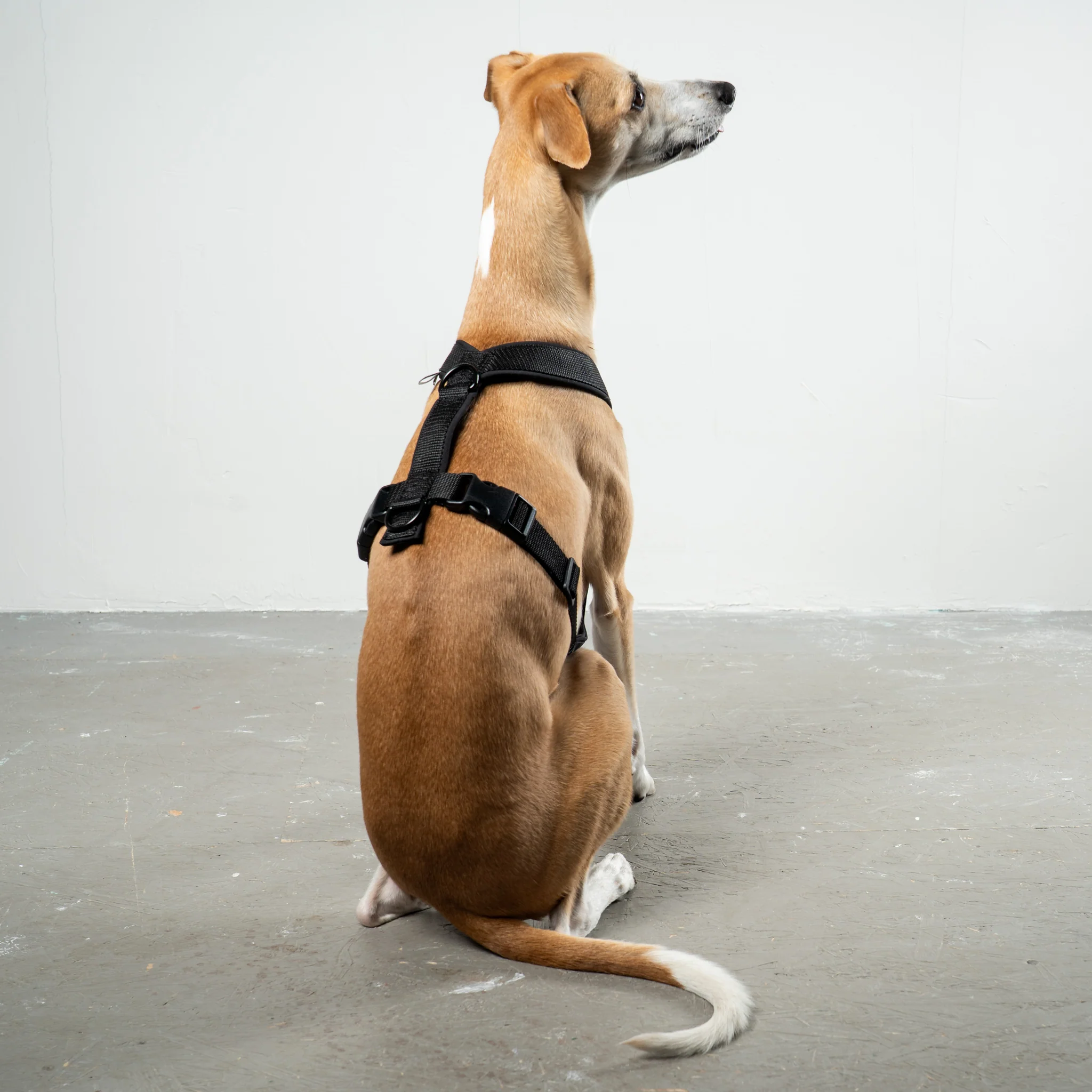 SOFTSHELL HUNDEGESCHIRR Windhund Schwarz - Image 5