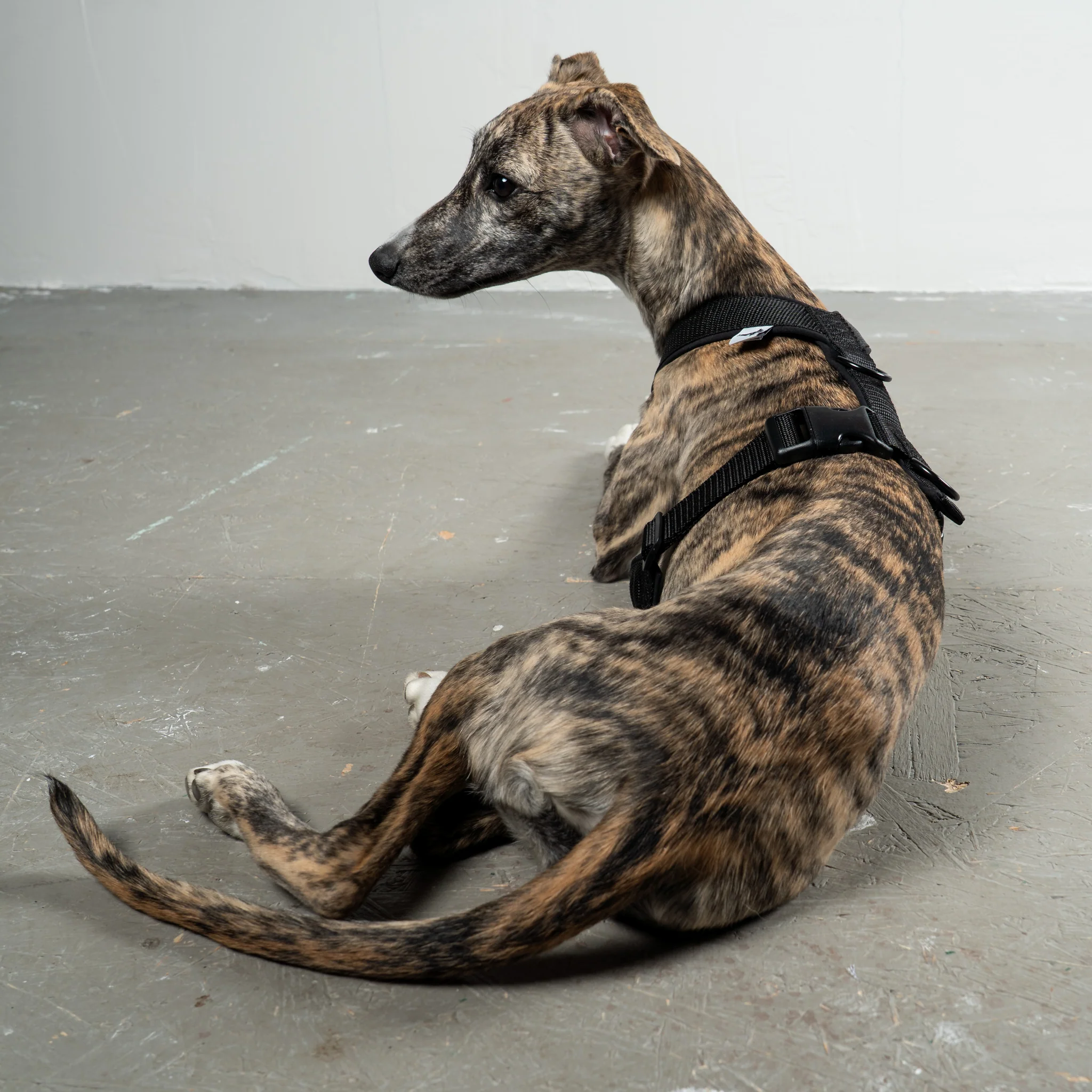 SOFTSHELL HUNDEGESCHIRR Windhund Schwarz - Image 6