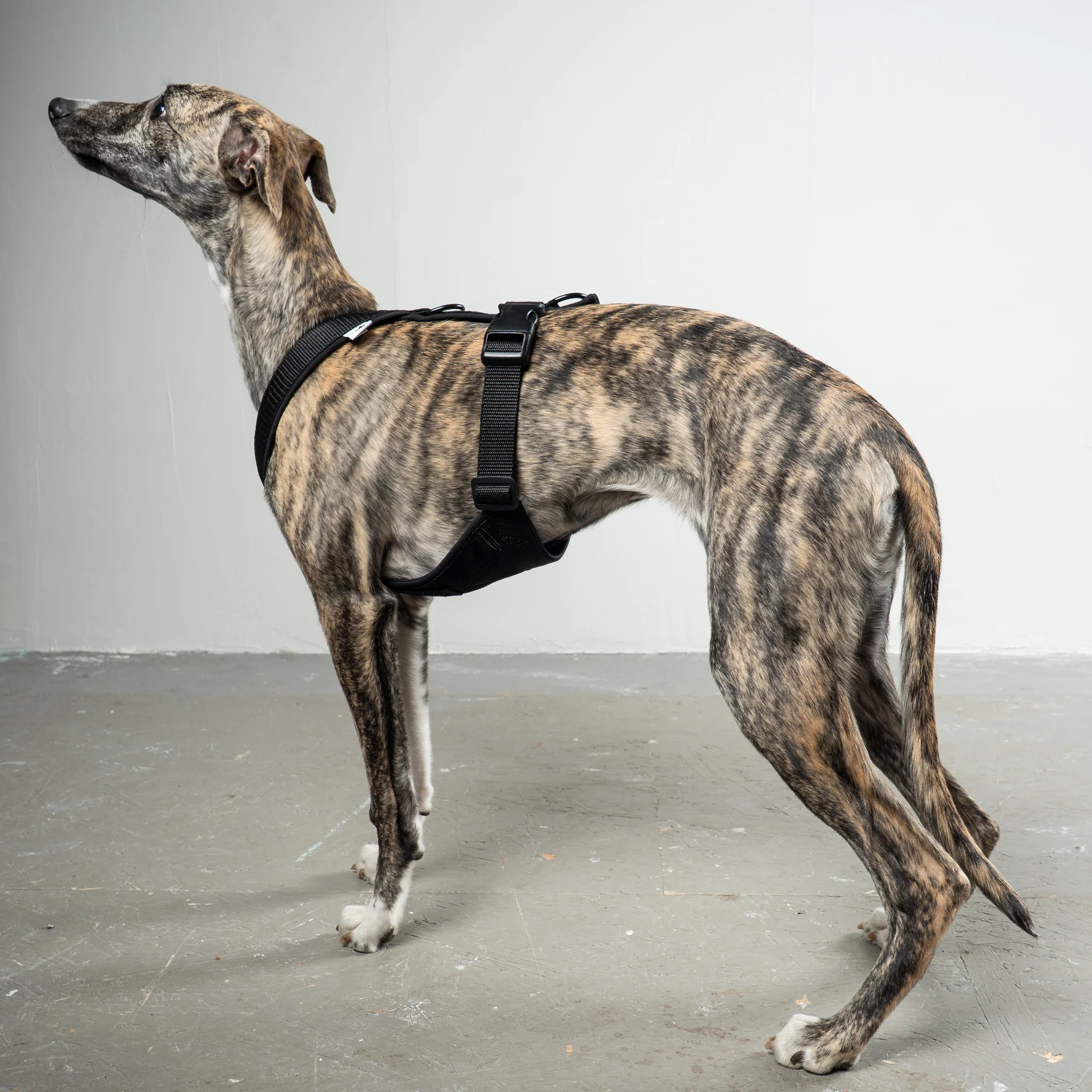 SOFTSHELL HUNDEGESCHIRR Windhund Schwarz - Image 7