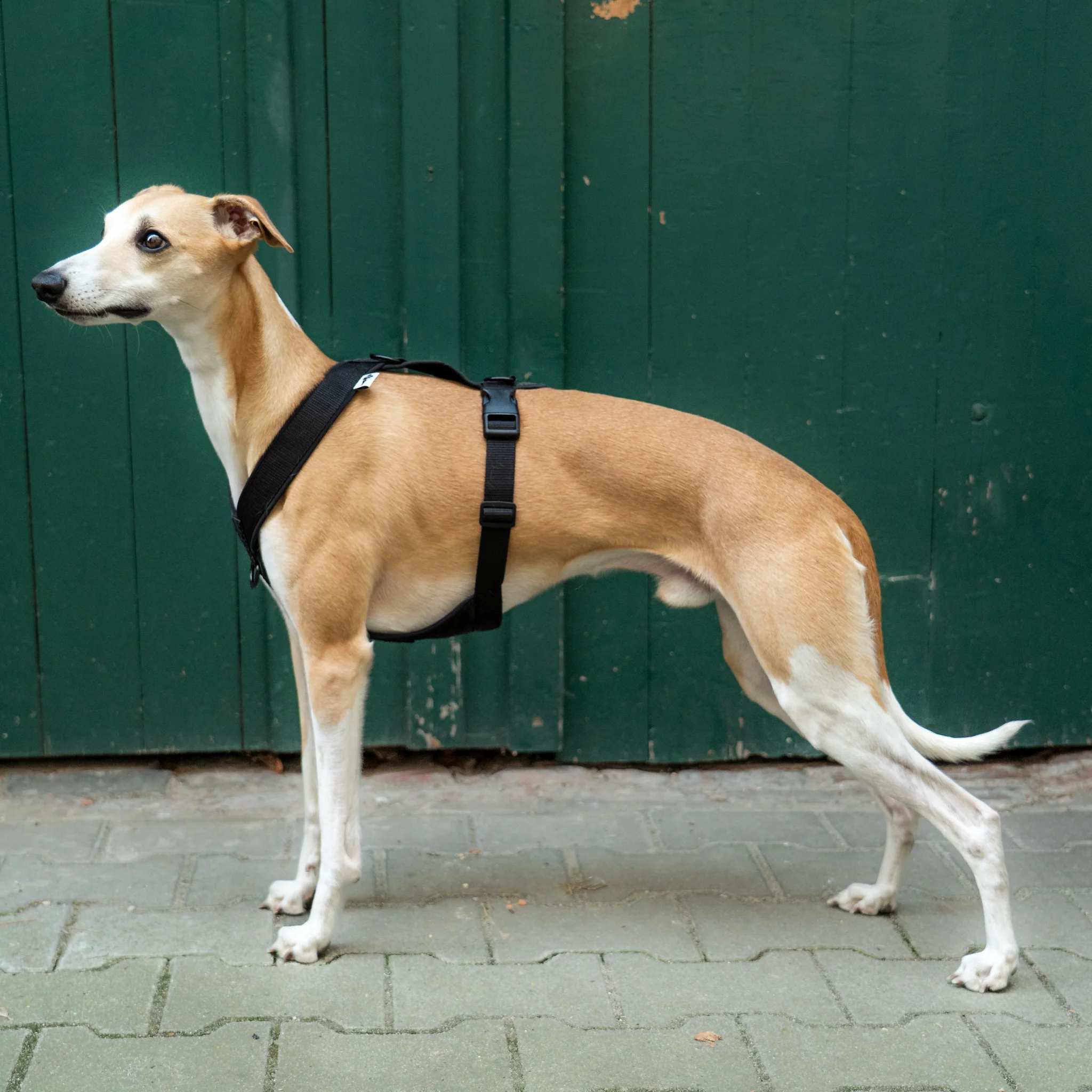SOFTSHELL HUNDEGESCHIRR Windhund Schwarz - Image 8