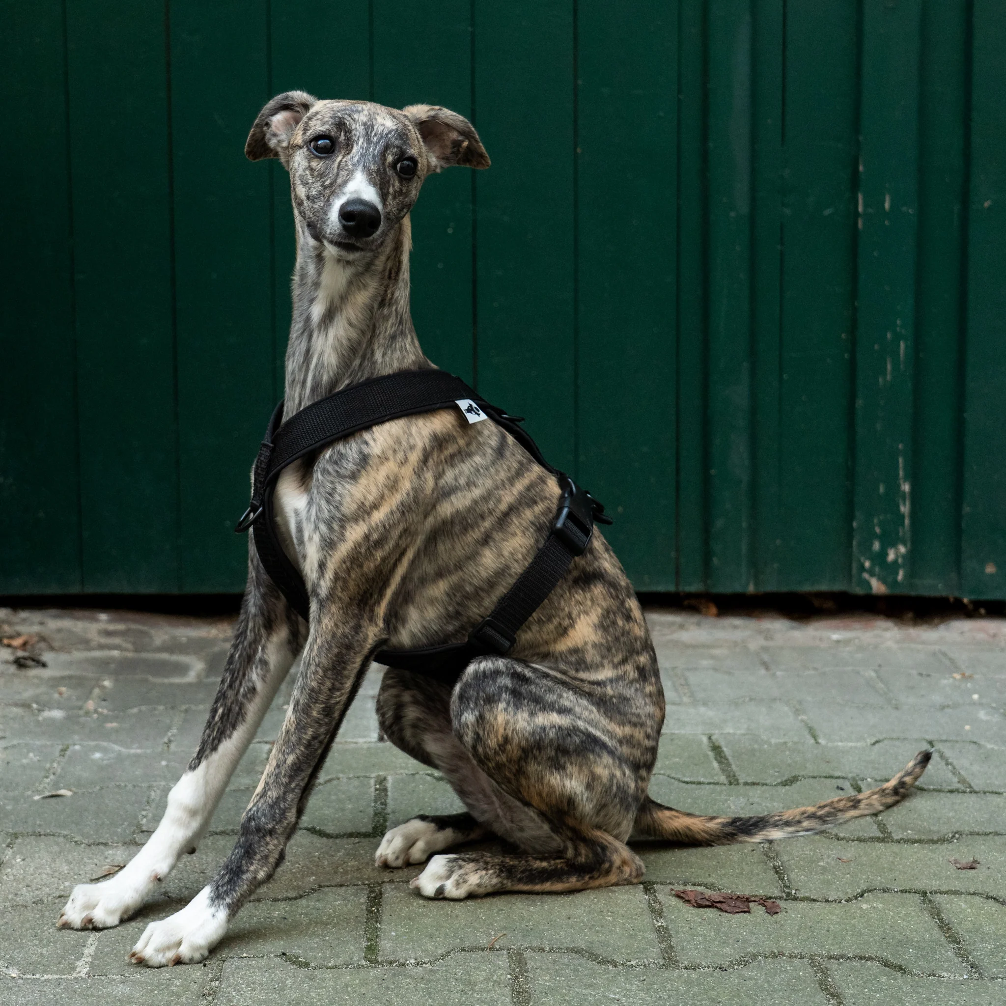 SOFTSHELL HUNDEGESCHIRR Windhund Schwarz - Image 9