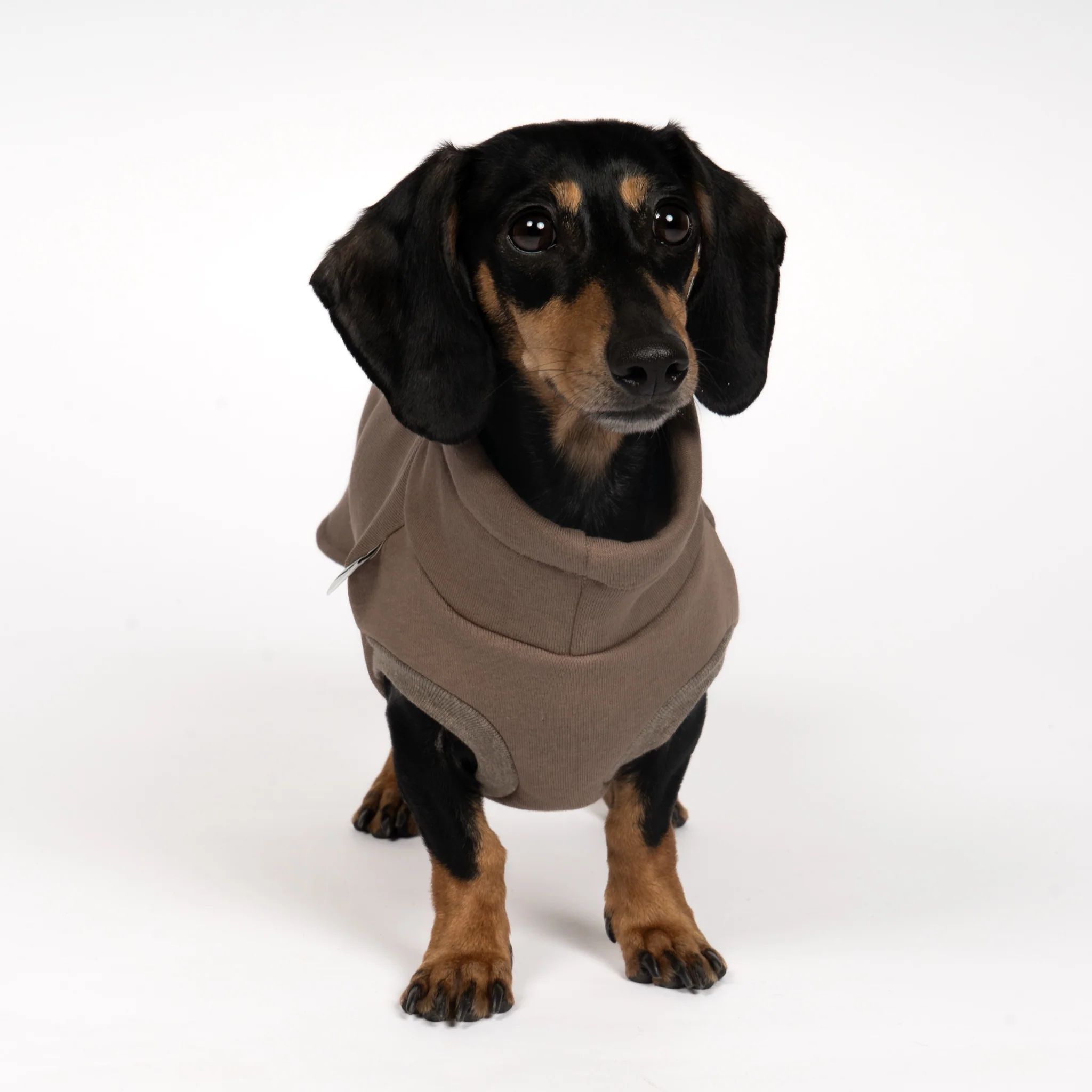 SWEAT SHIRT Dackel Mokka - Image 3