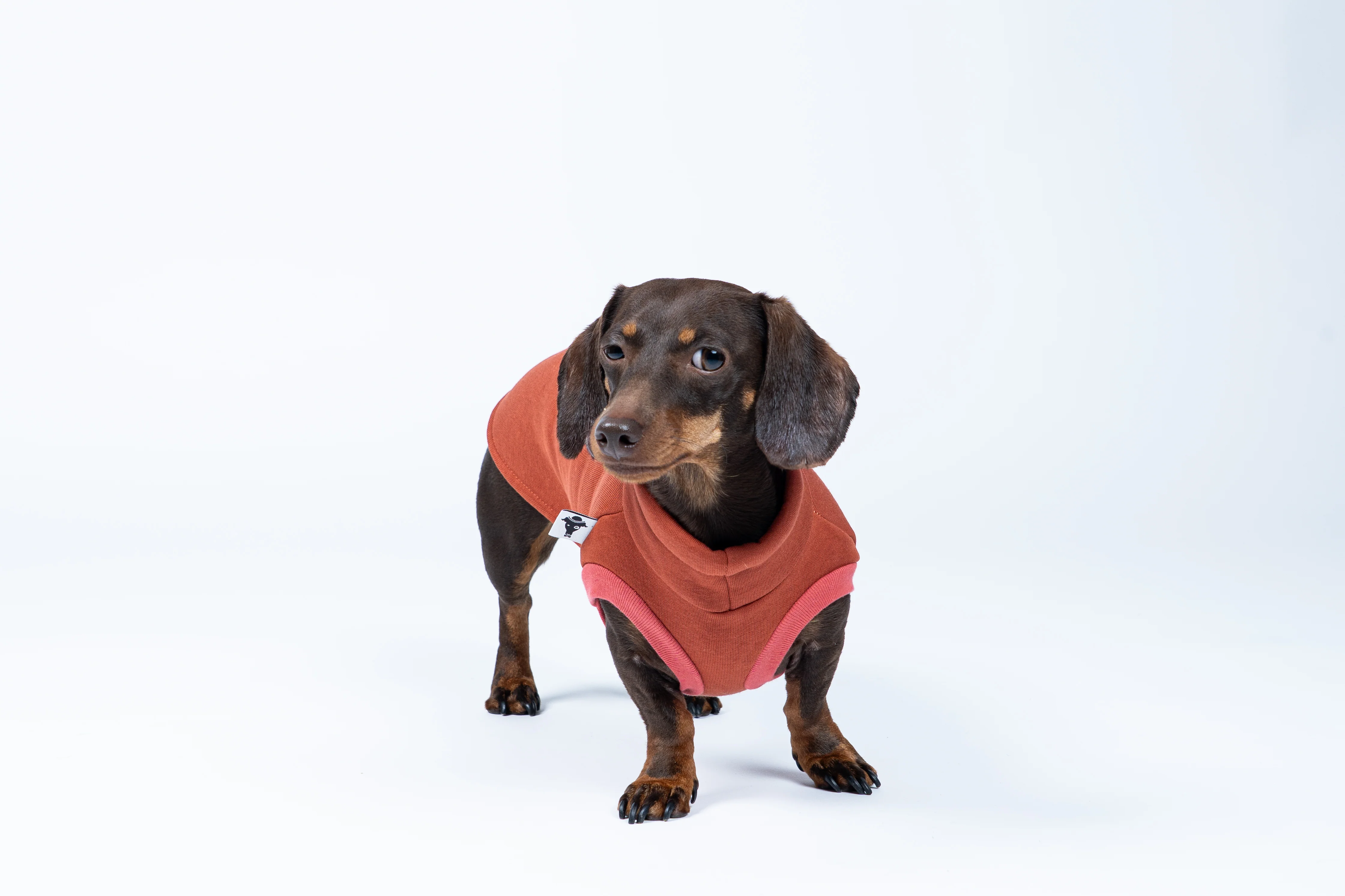 SWEAT SHIRT Dackel Terracotta - Image 4