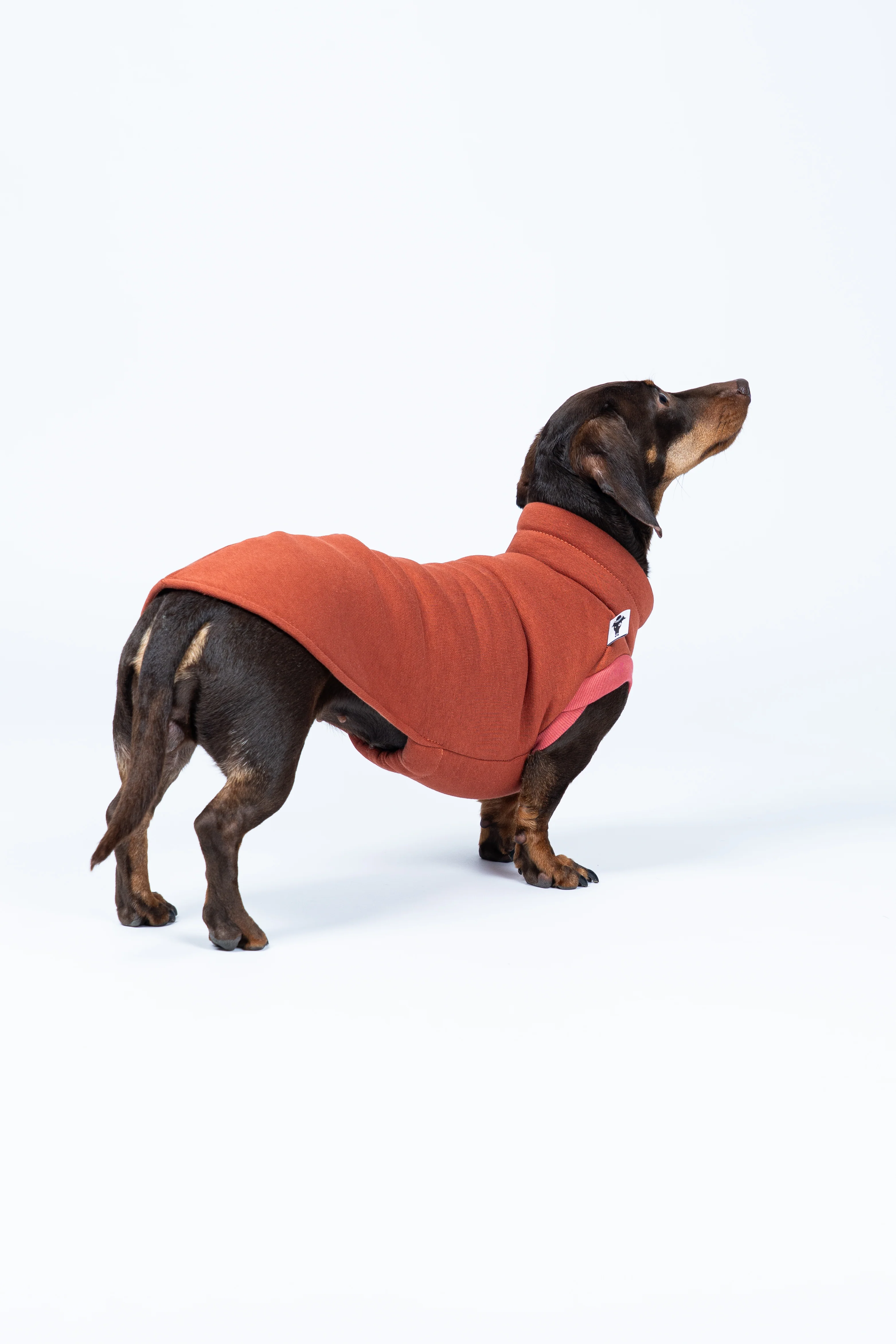 SWEAT SHIRT Dackel Terracotta - Image 5