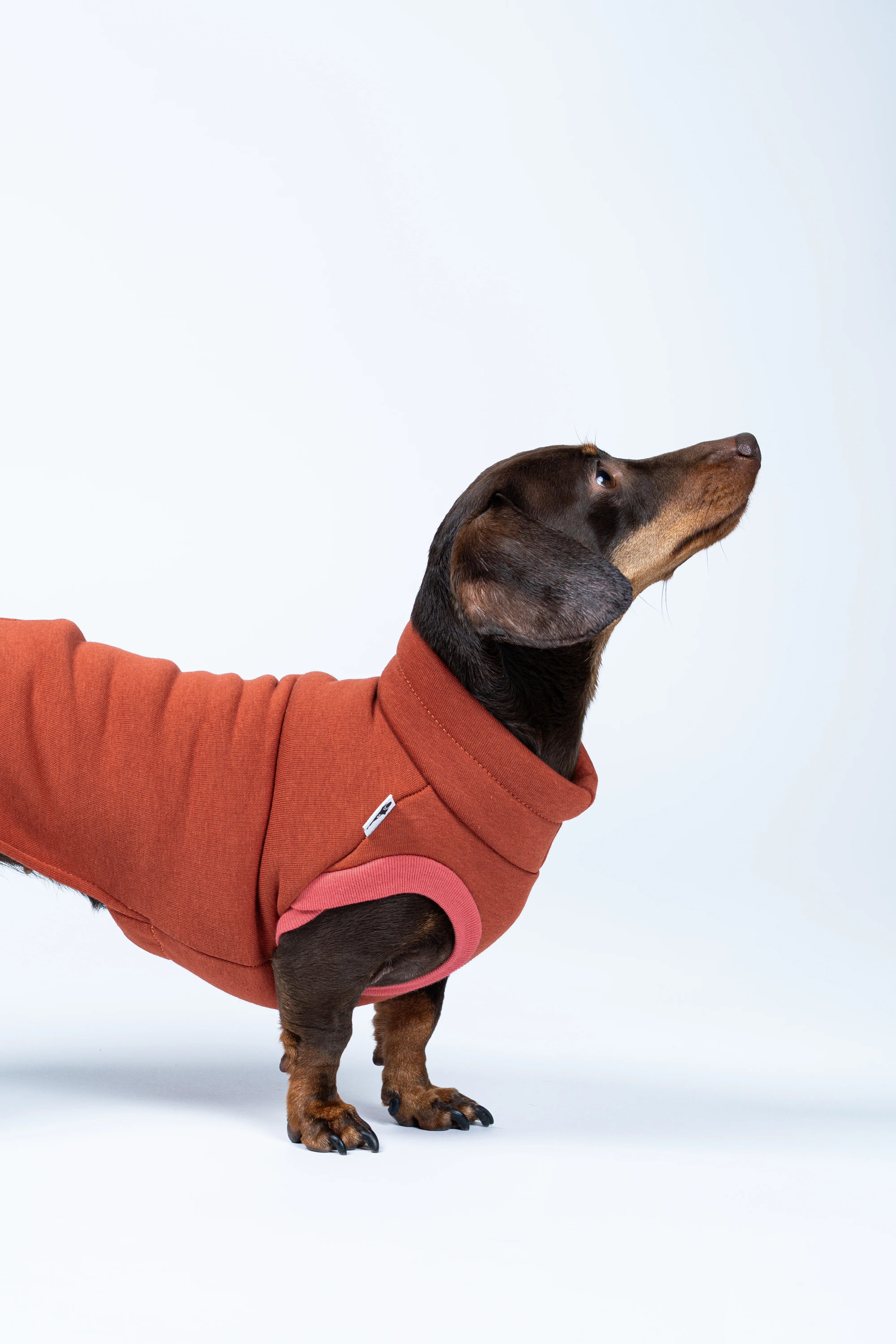 SWEAT SHIRT Dackel Terracotta - Image 6