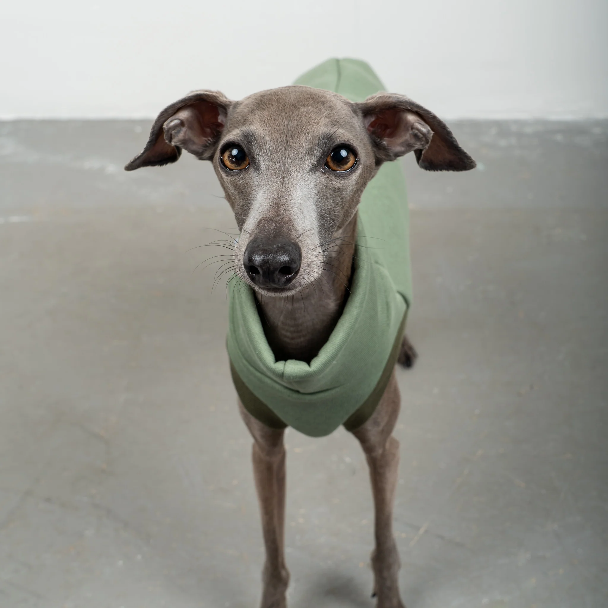 SWEAT SHIRT Iggy Matcha - Image 3