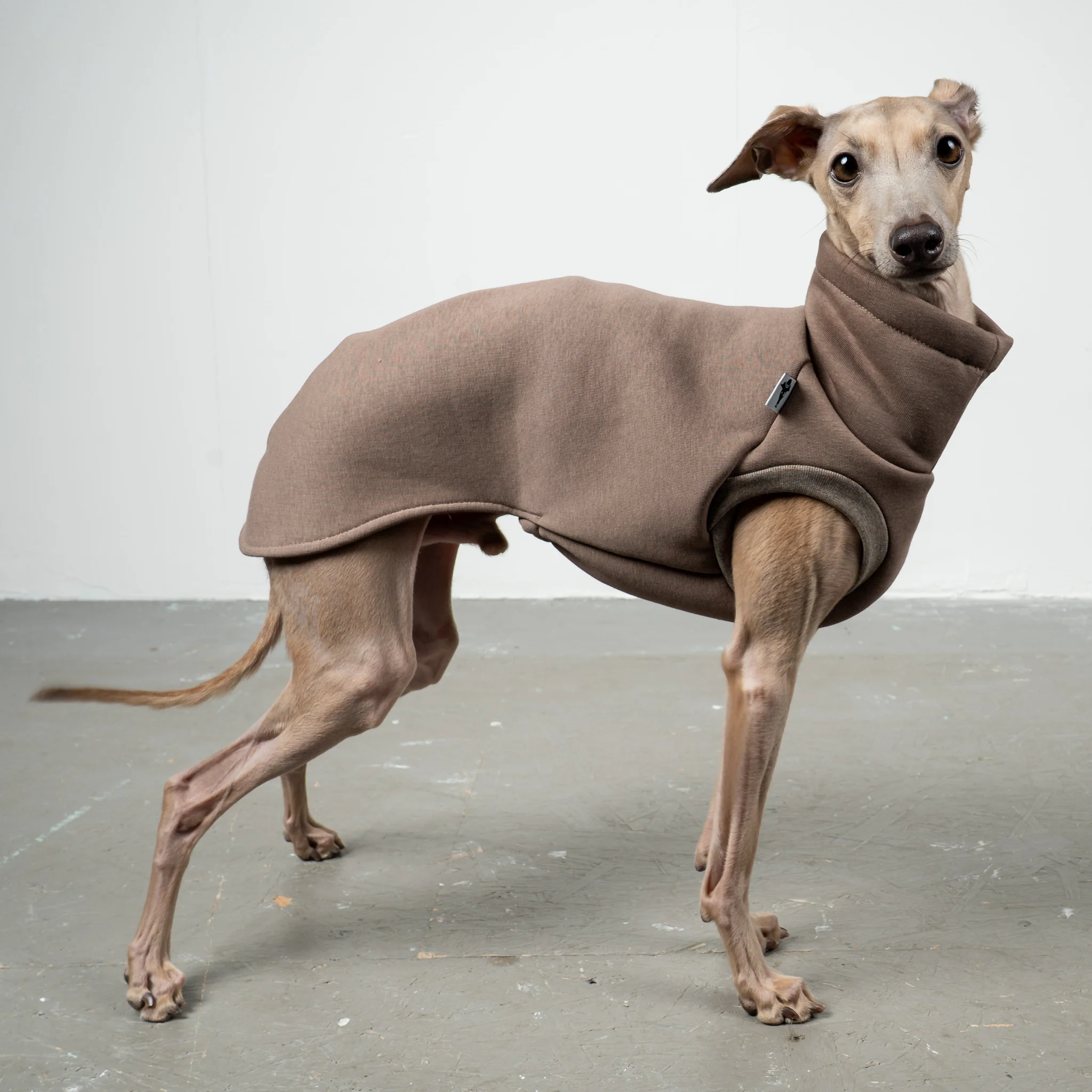 SWEAT SHIRT Iggy Mokka - Image 2