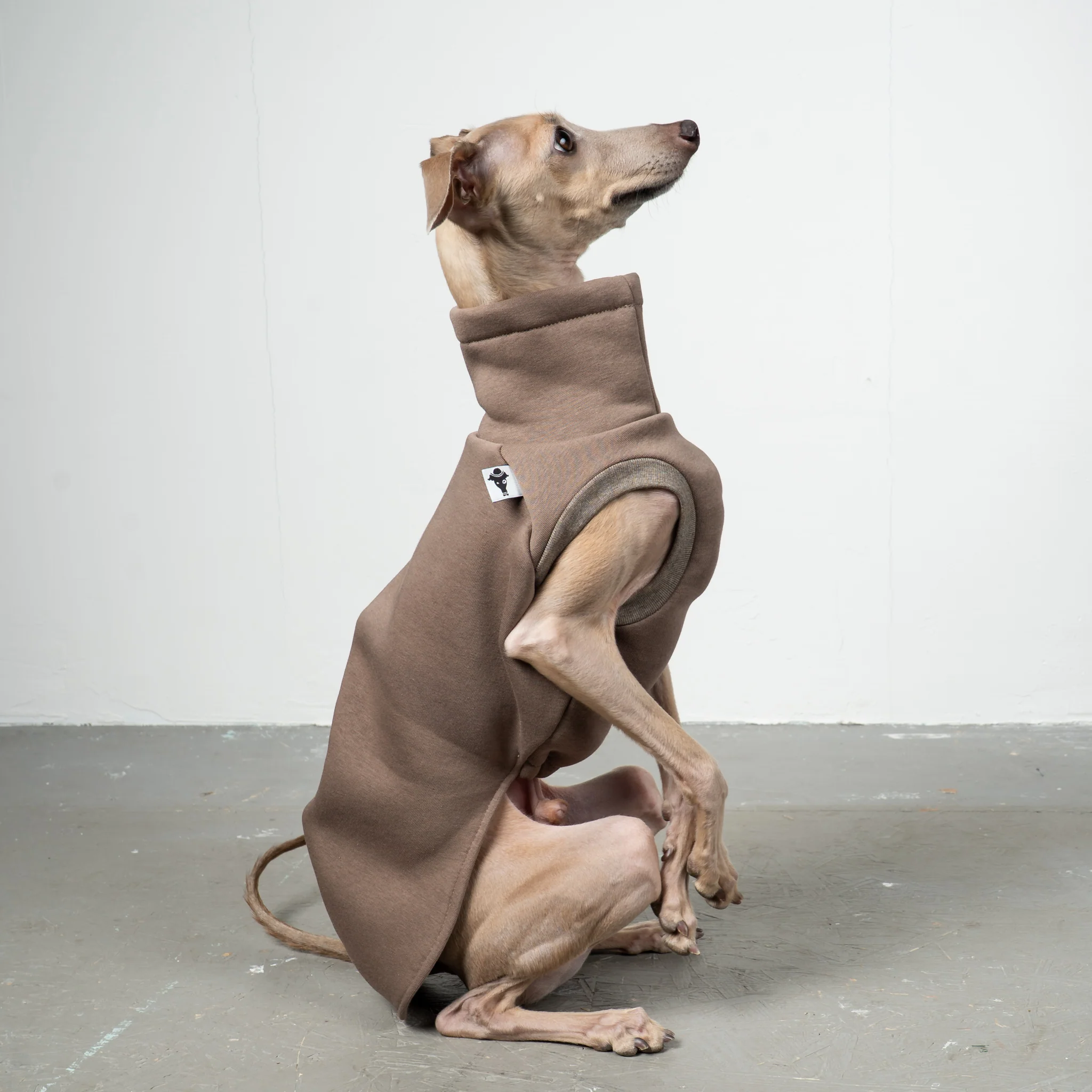 SWEAT SHIRT Iggy Mokka - Image 4
