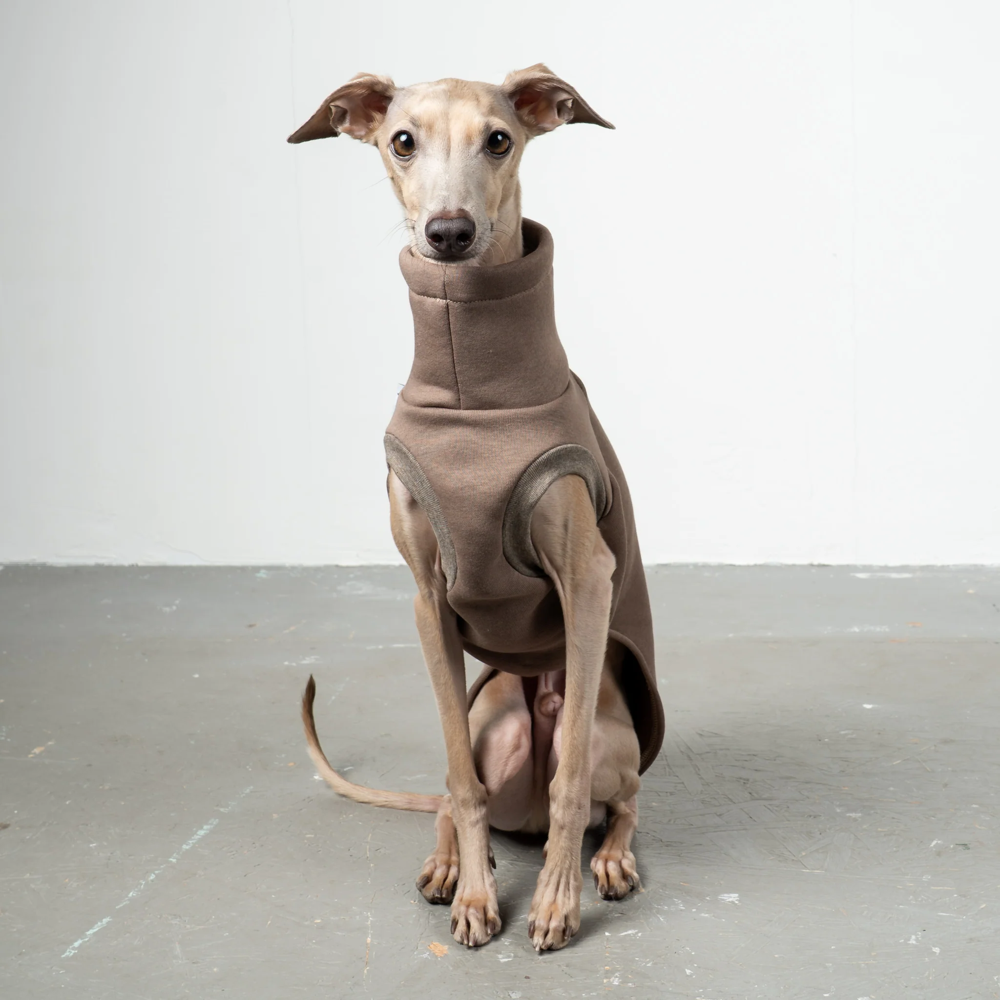 SWEAT SHIRT Iggy Mokka - Image 5