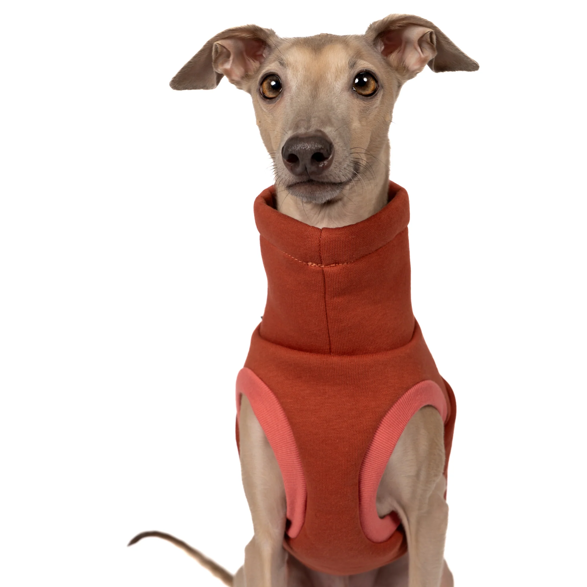 SWEAT SHIRT Iggy Terracotta - Image 5