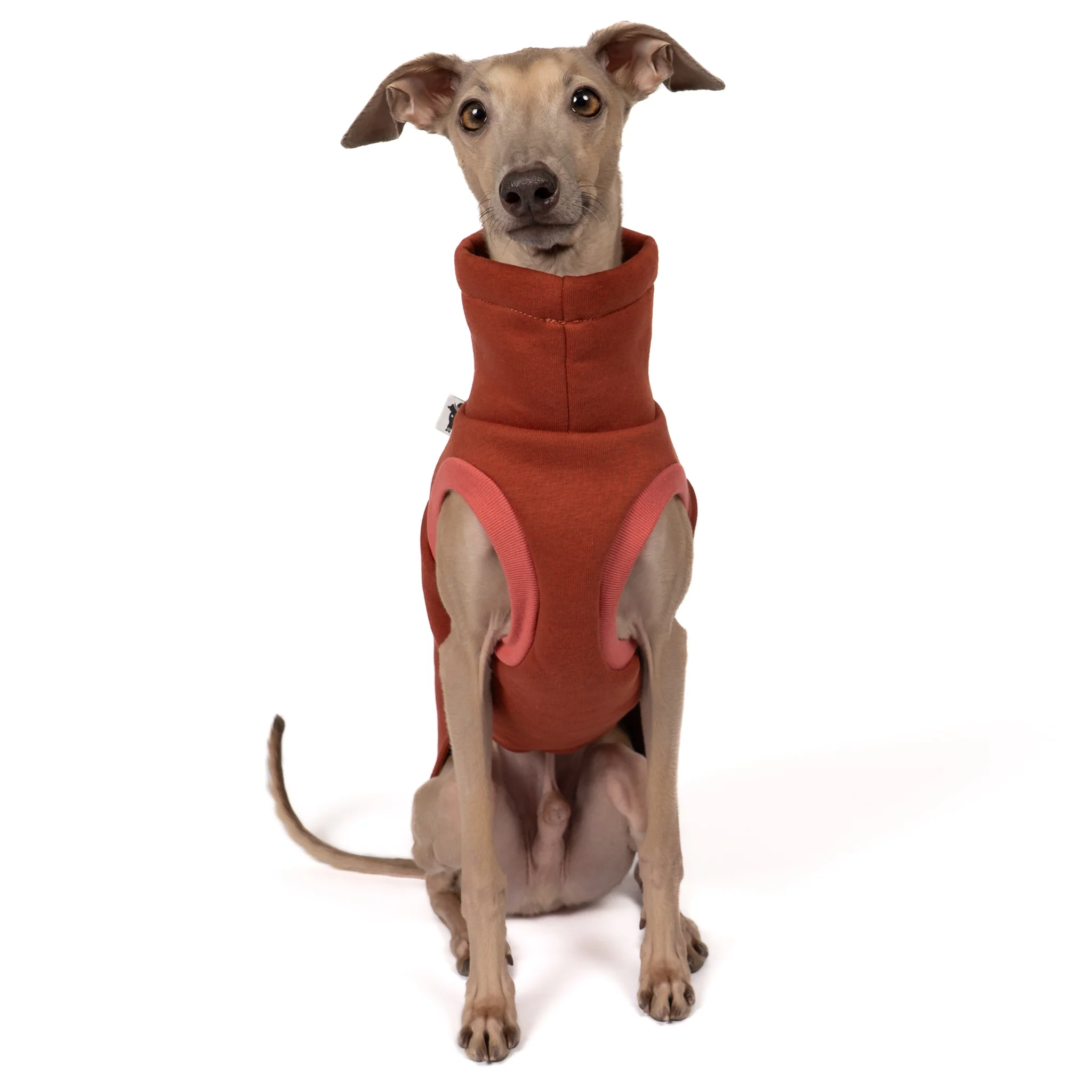 SWEAT SHIRT Iggy Terracotta - Image 6