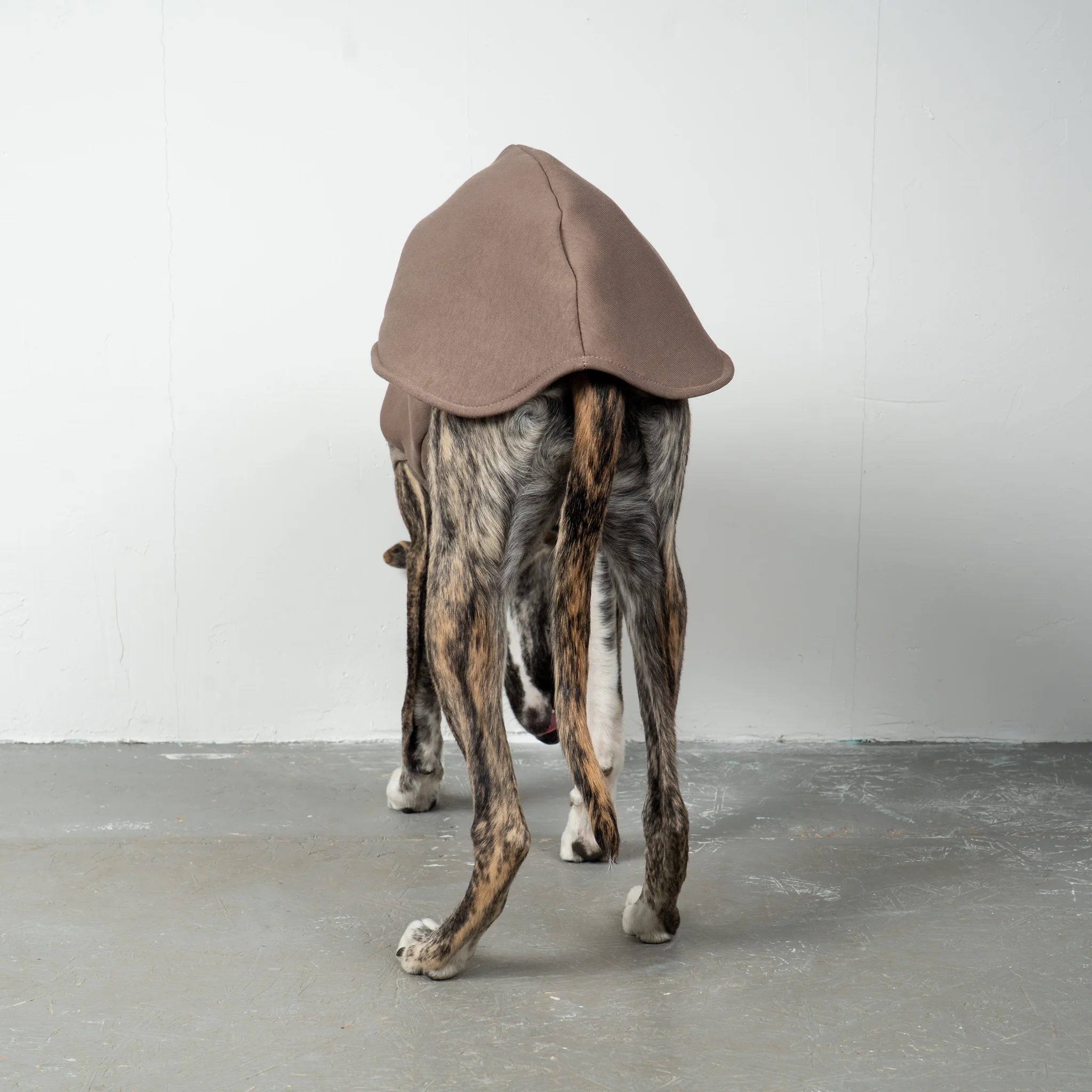 SWEAT SHIRT Windhund Mokka - Image 4