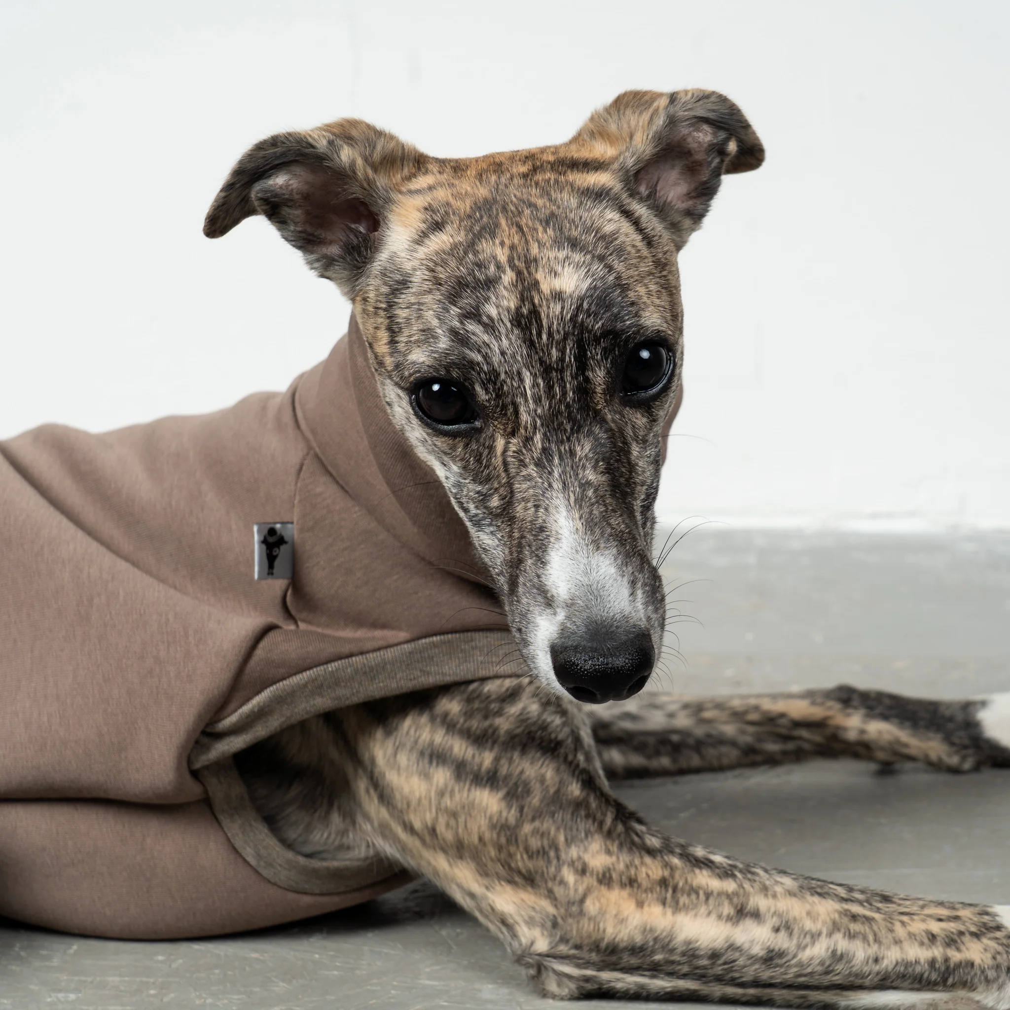 SWEAT SHIRT Windhund Mokka - Image 5