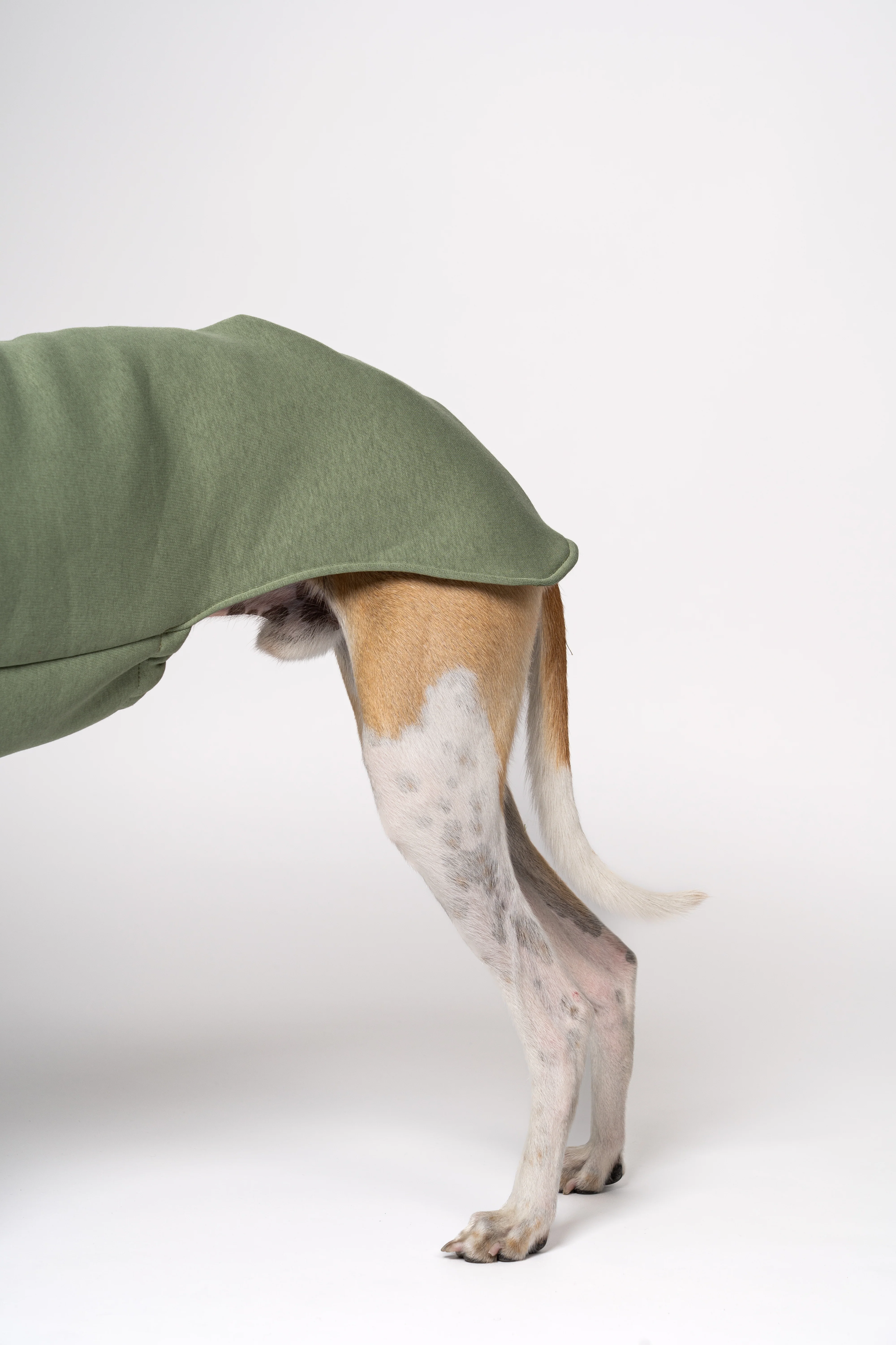 SWEAT SHIRT Windhund Matcha - Image 8