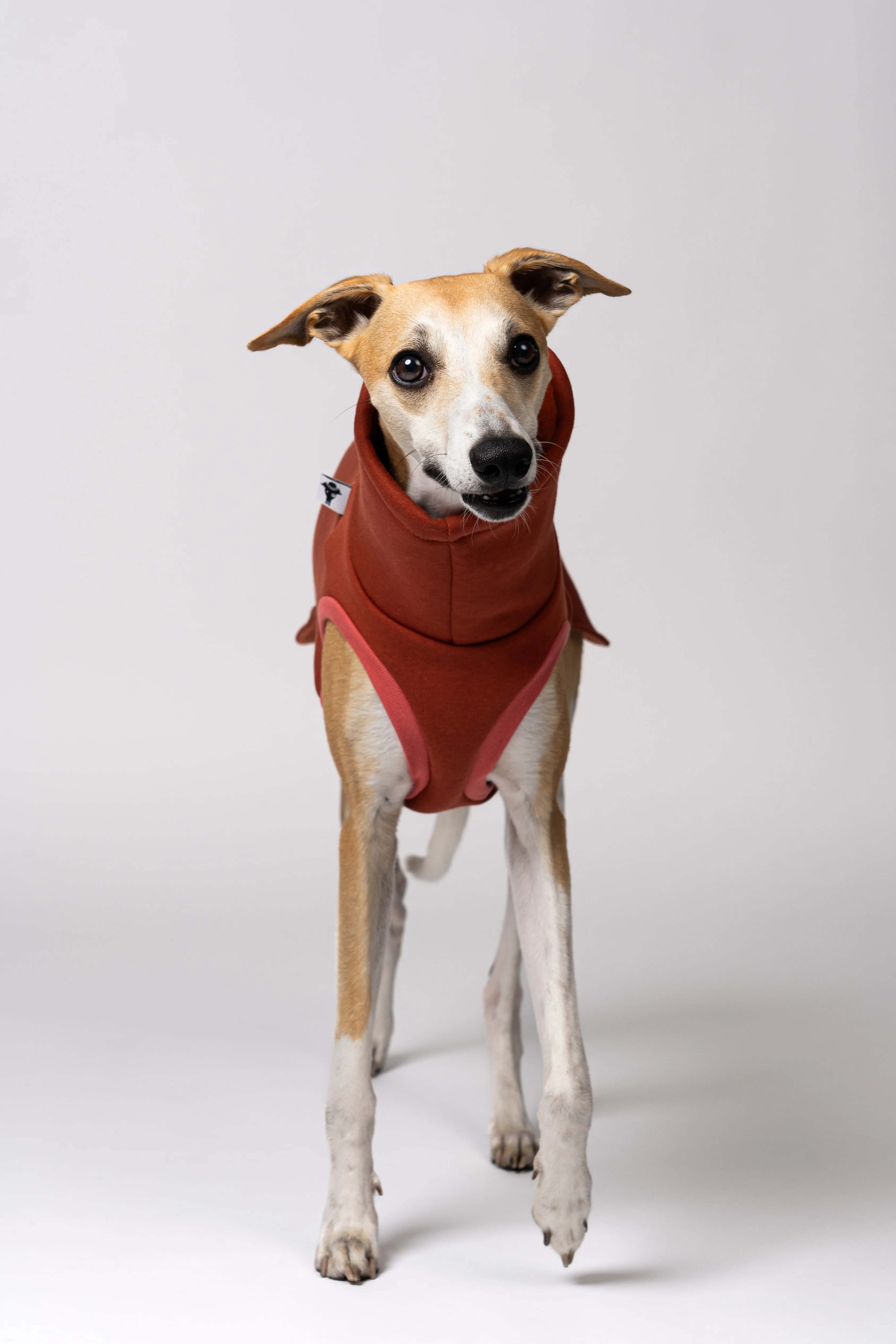 SWEAT SHIRT Windhund Terracotta - Image 6