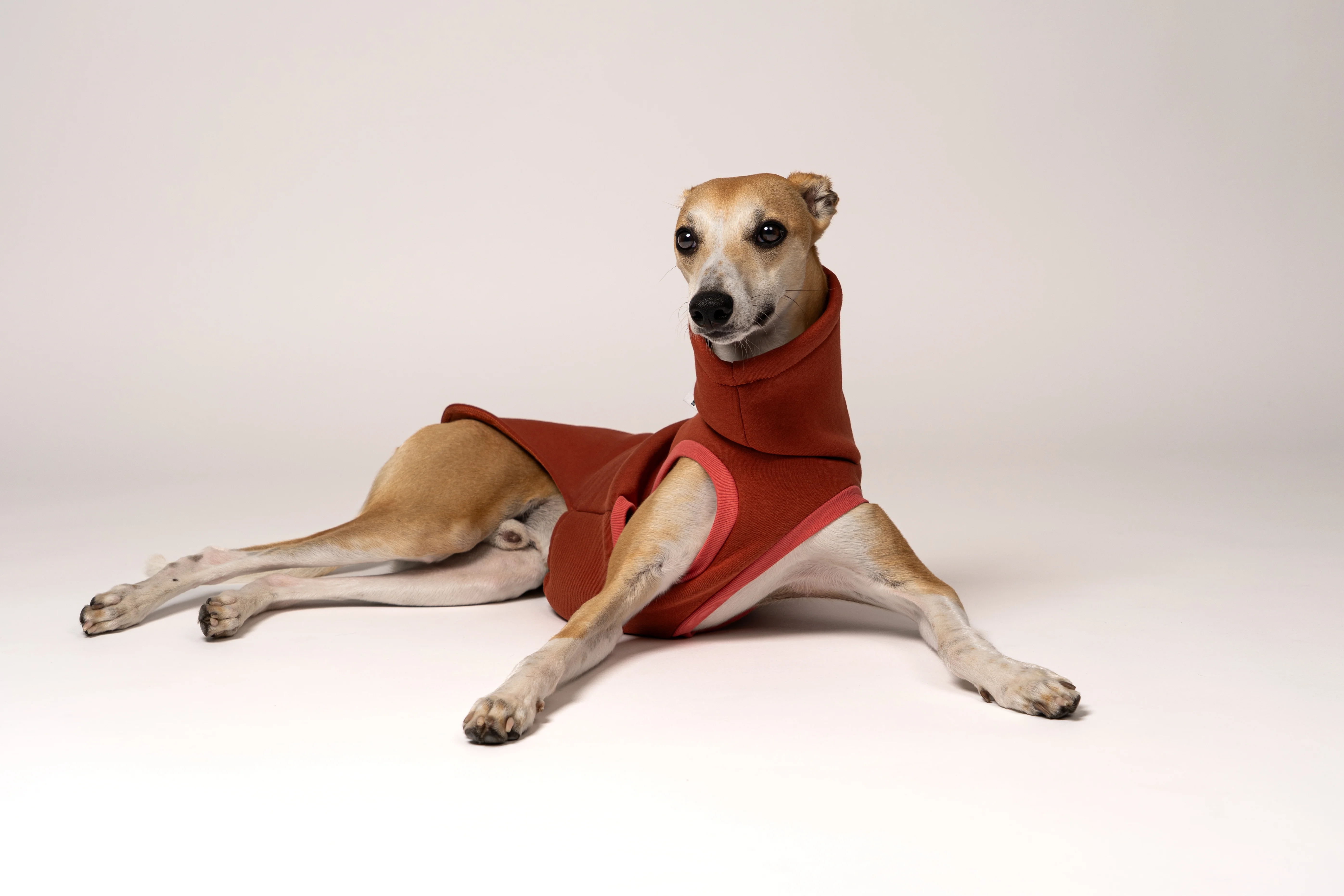 SWEAT SHIRT Windhund Terracotta - Image 7