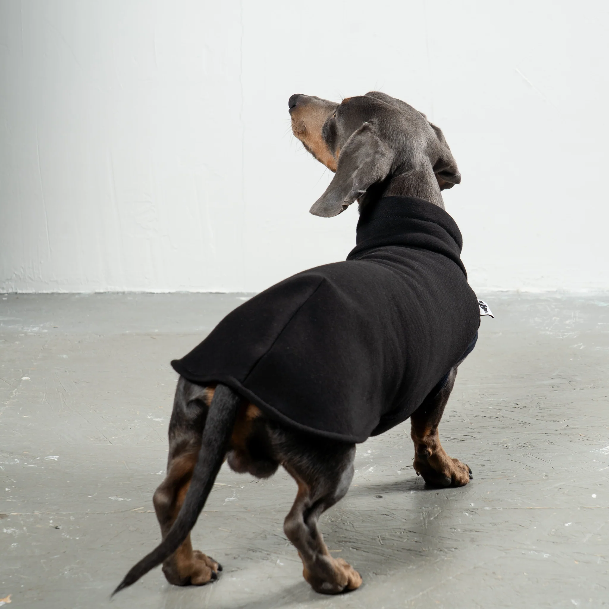 SWEAT SHIRT Dackel Schwarz - Image 3