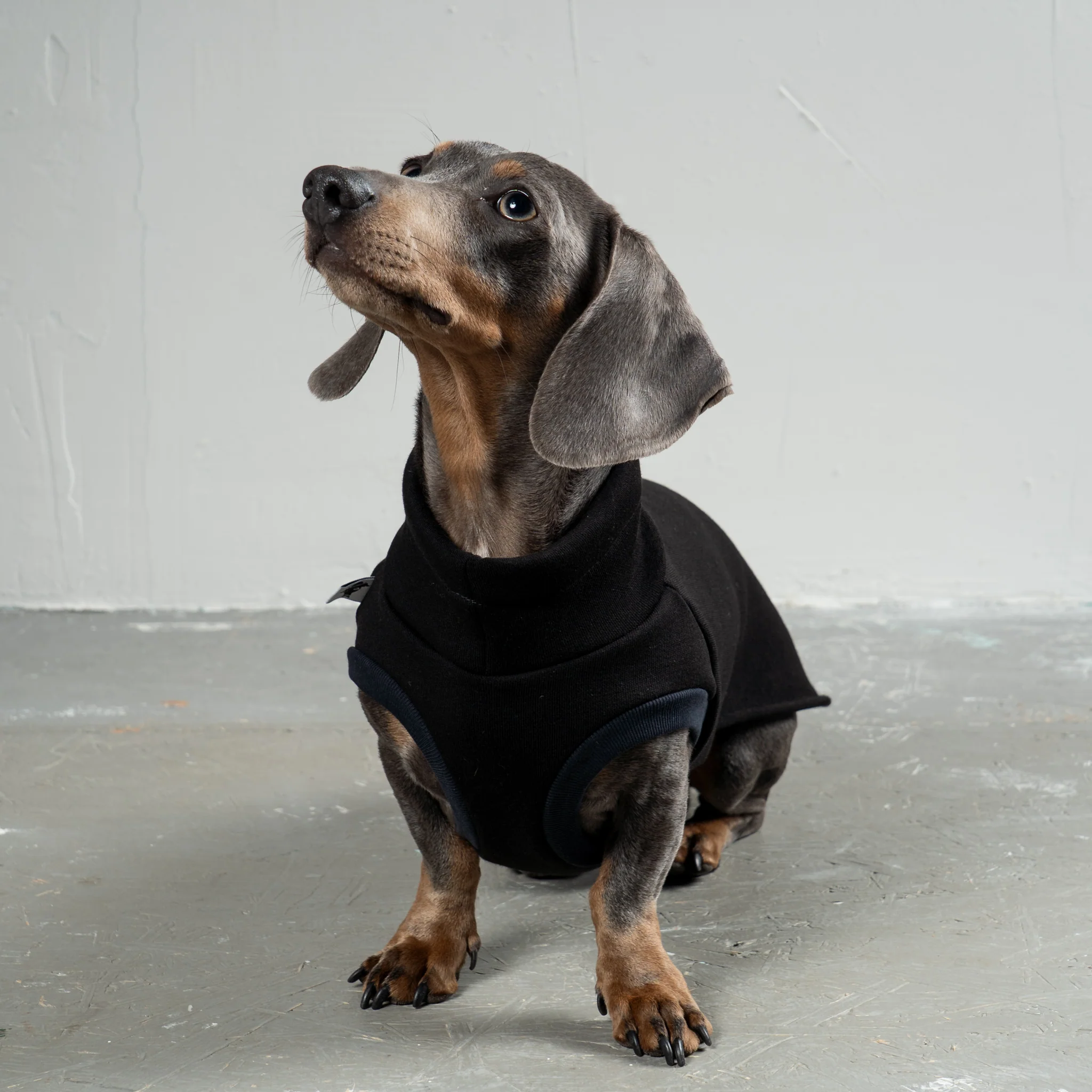 SWEAT SHIRT Dackel Schwarz - Image 5