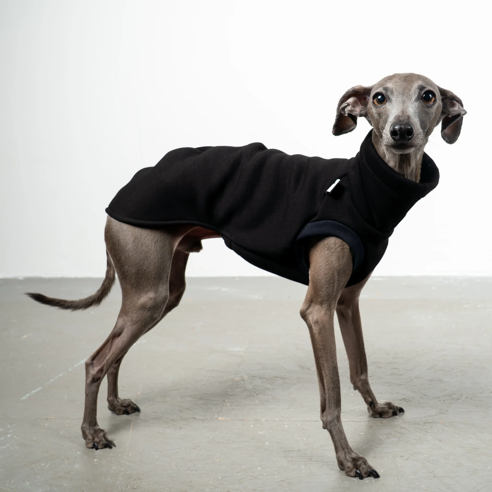 SWEAT SHIRT Iggy Schwarz - Image 2