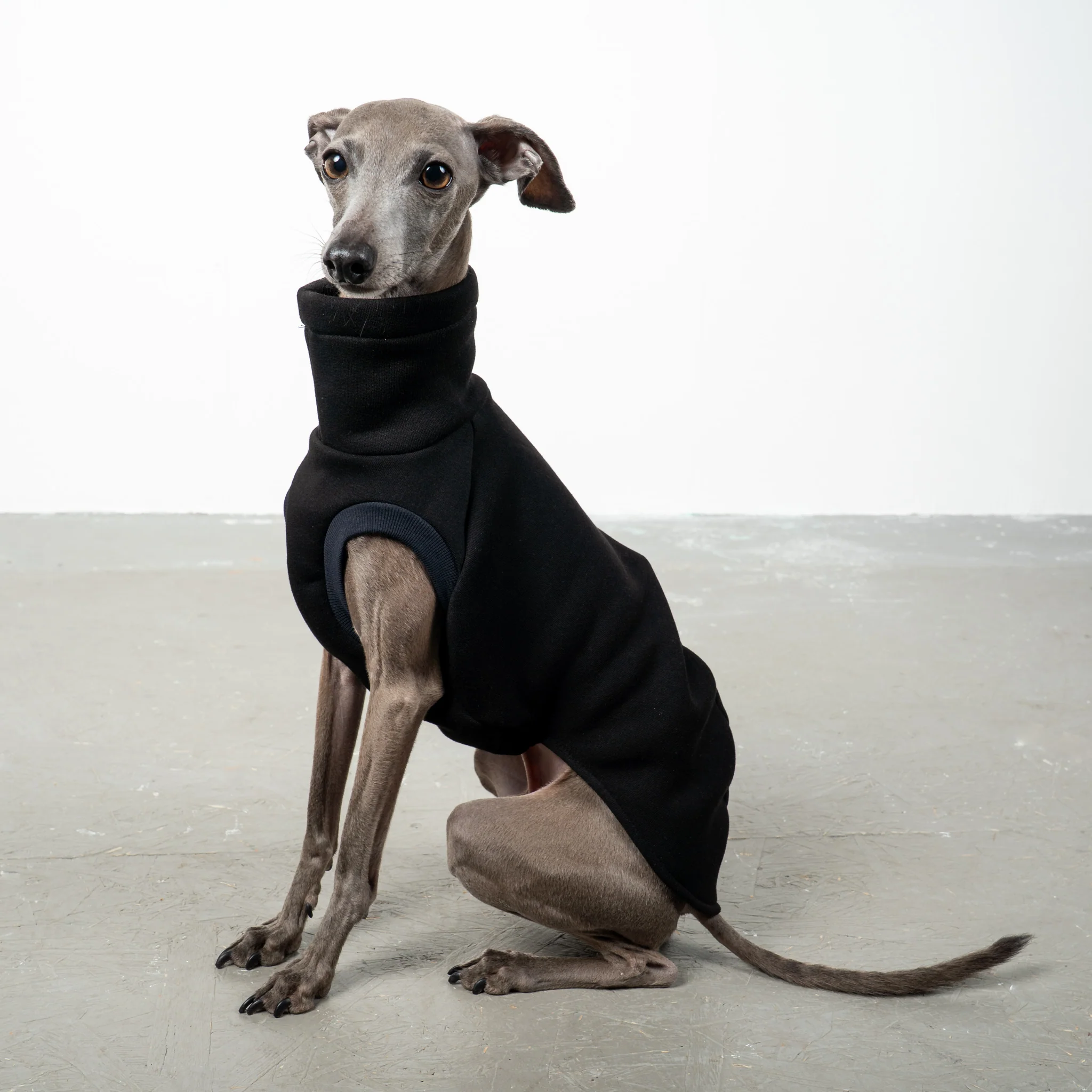 SWEAT SHIRT Iggy Schwarz - Image 4