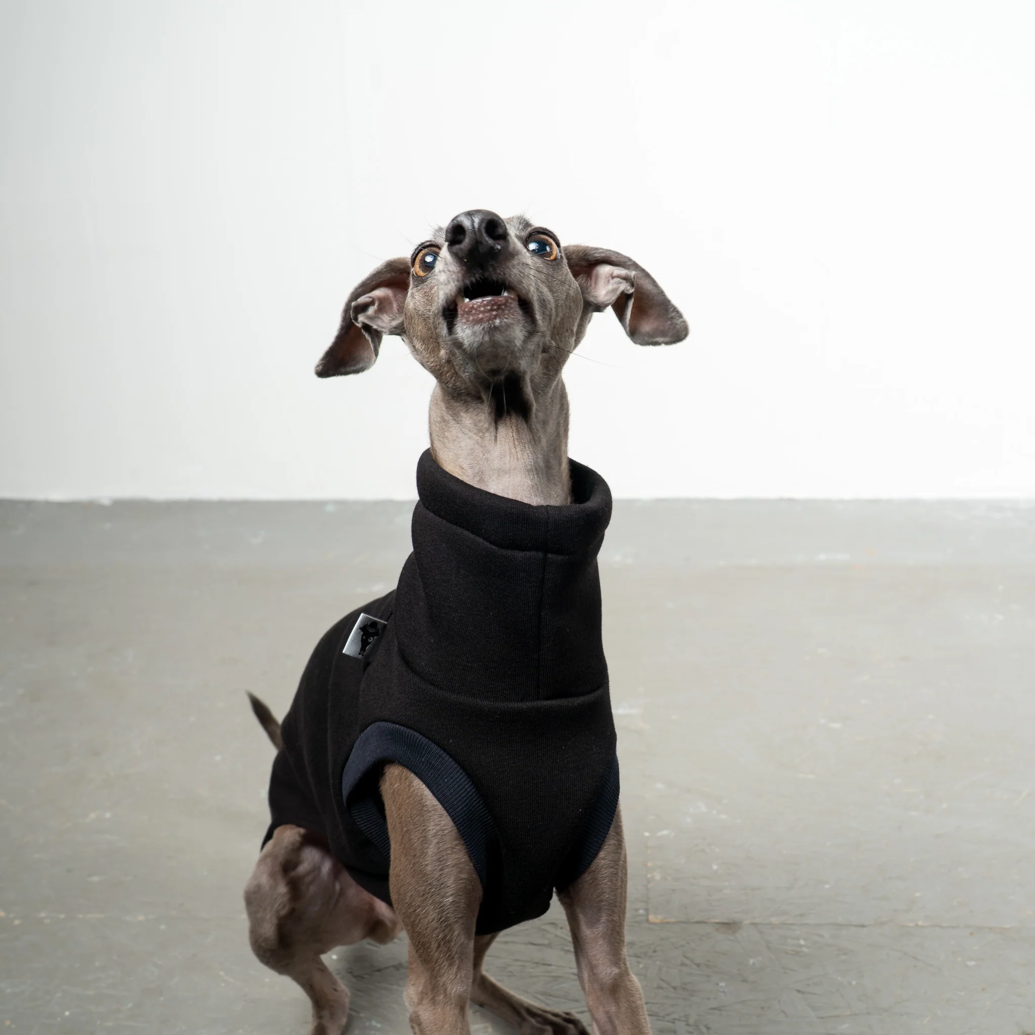 SWEAT SHIRT Iggy Schwarz - Image 5