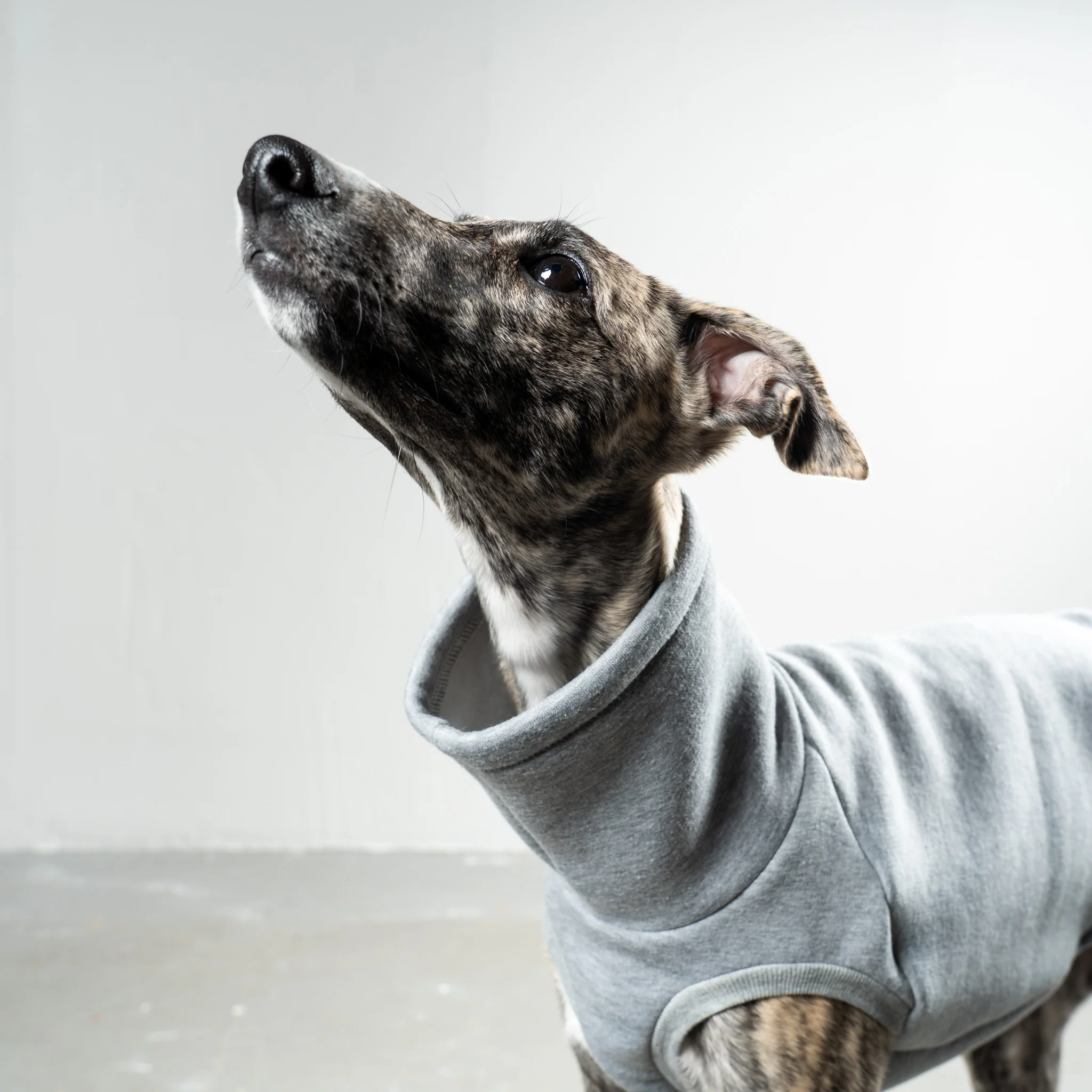 SWEAT SHIRT Windhund Grey Melange - Image 7