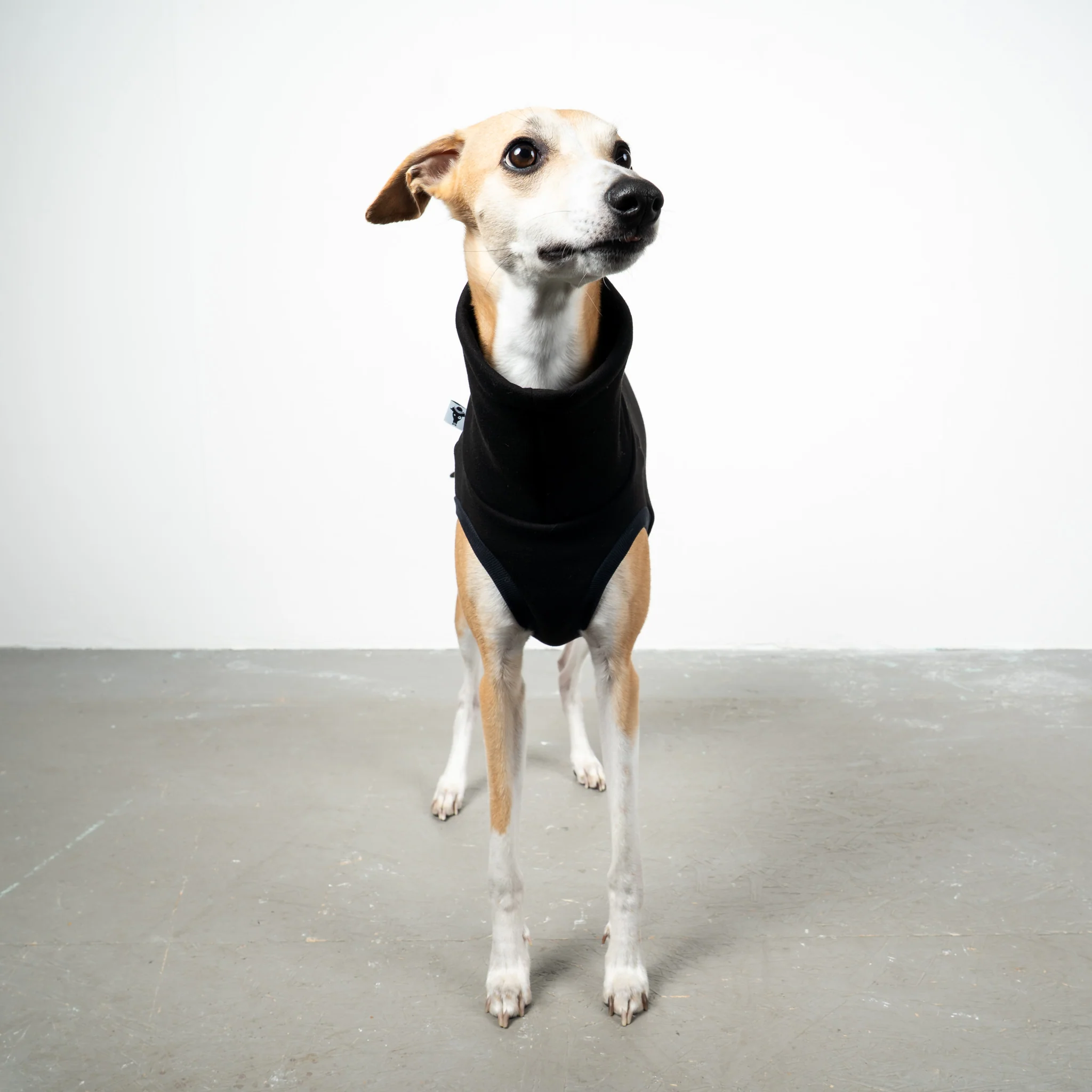 SWEAT SHIRT Windhund Schwarz - Image 3