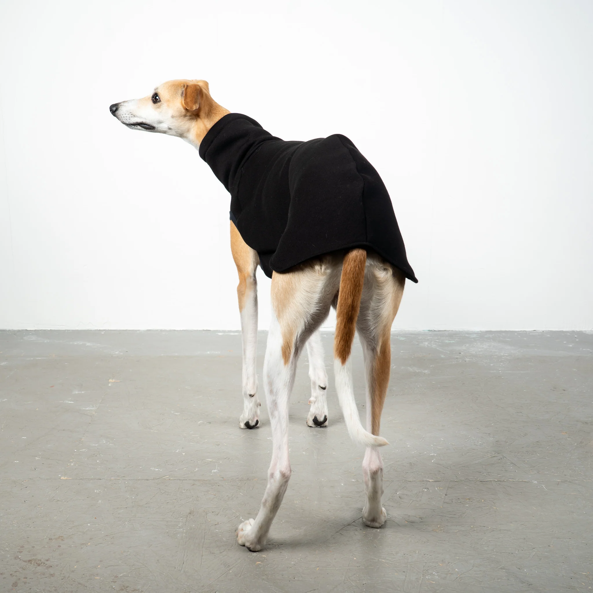 SWEAT SHIRT Windhund Schwarz - Image 4