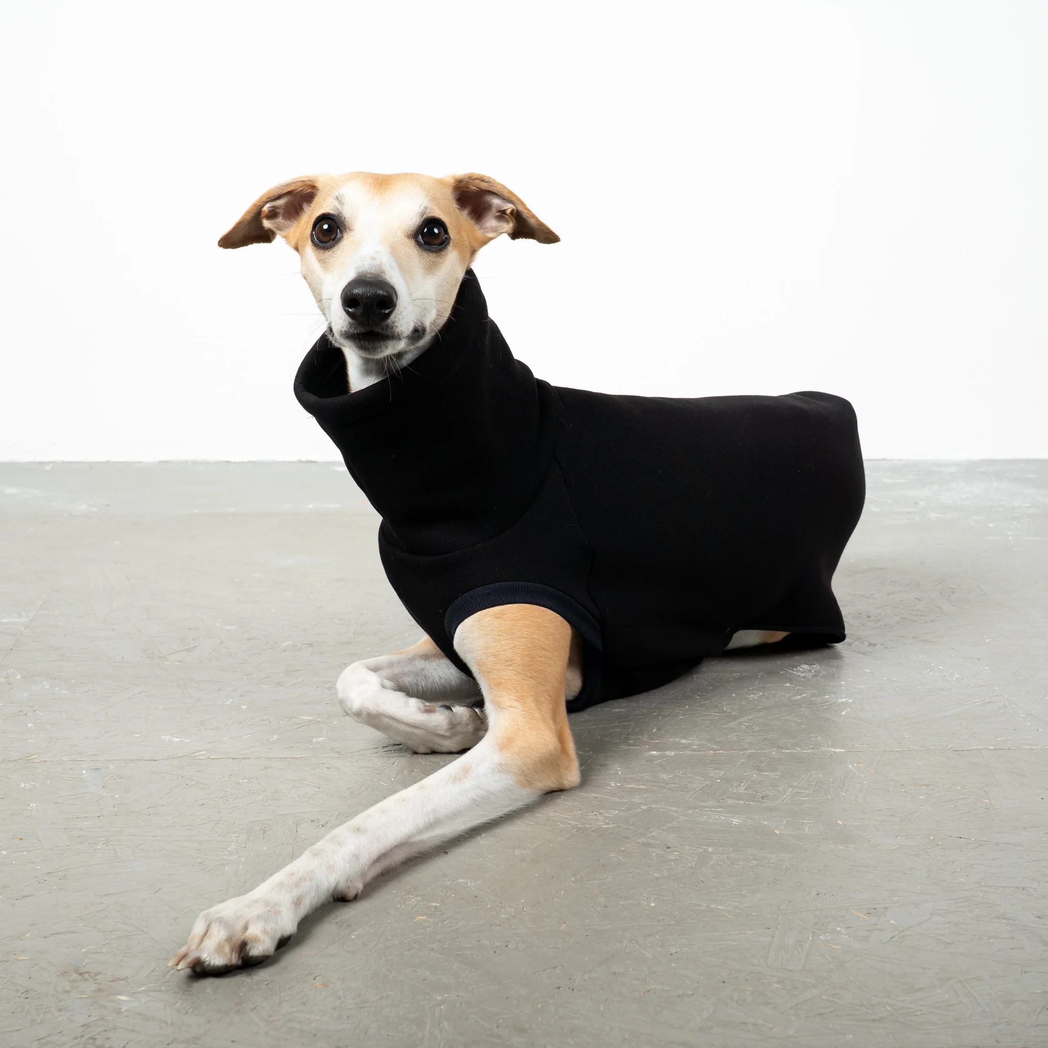 SWEAT SHIRT Windhund Schwarz - Image 6