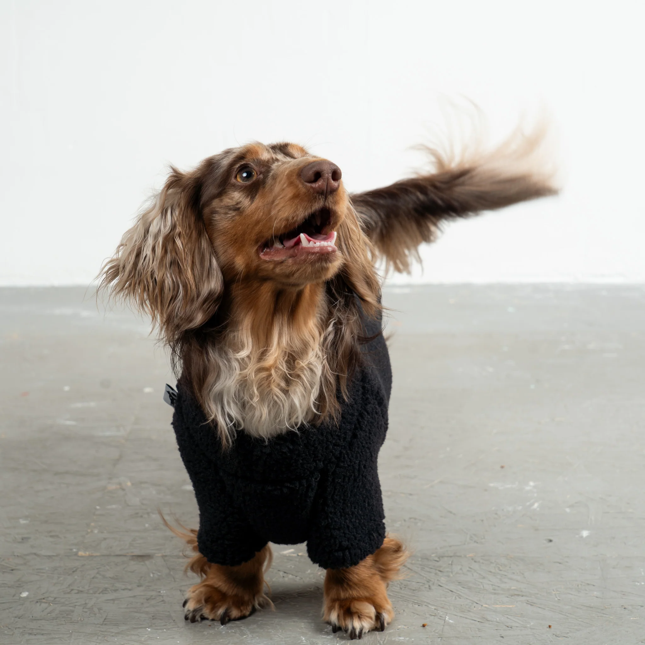 TEDDY PULLOVER Dackel Schwarz - Image 2