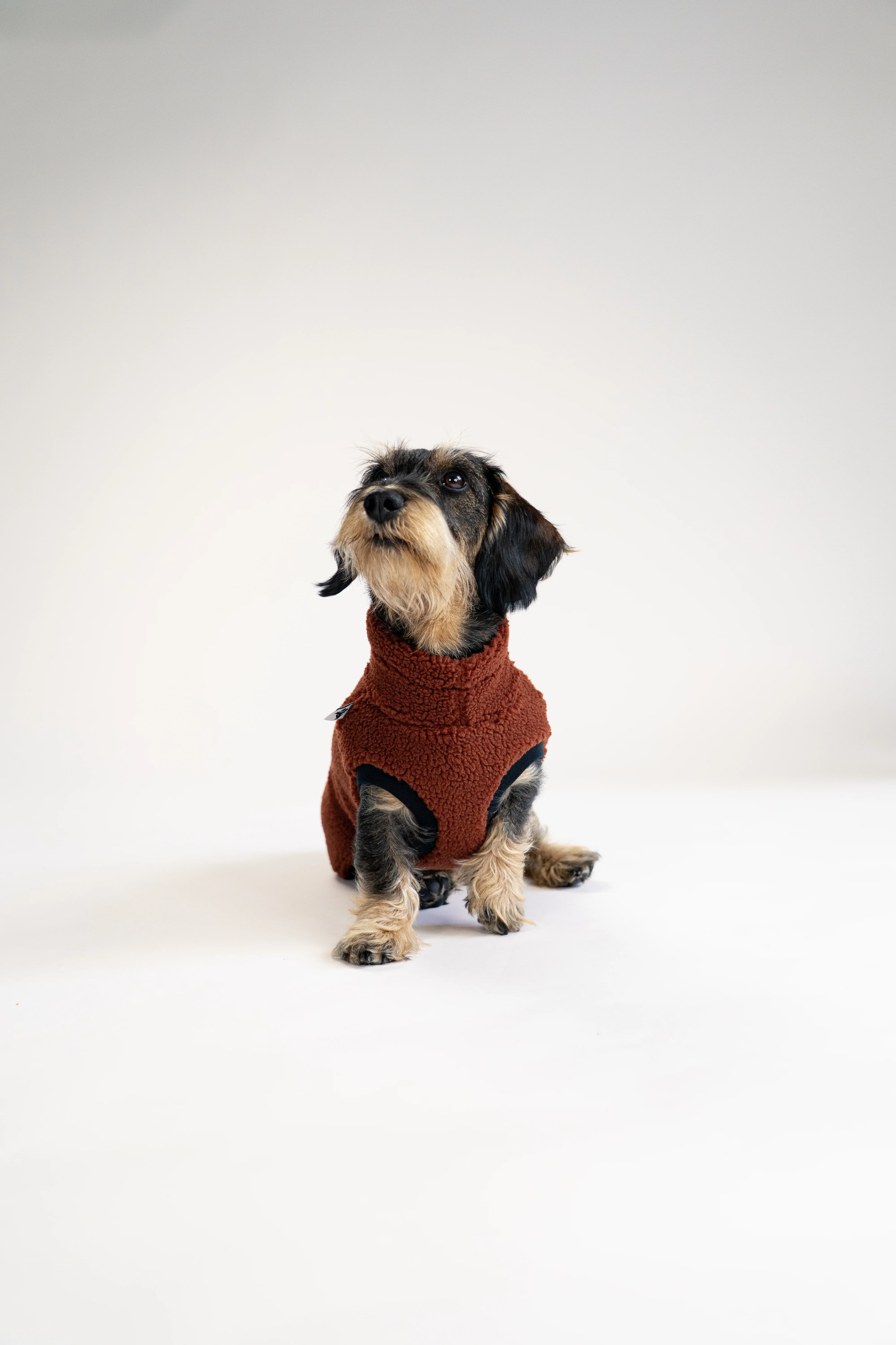 TEDDY SHIRT Dackel Brown - Image 5