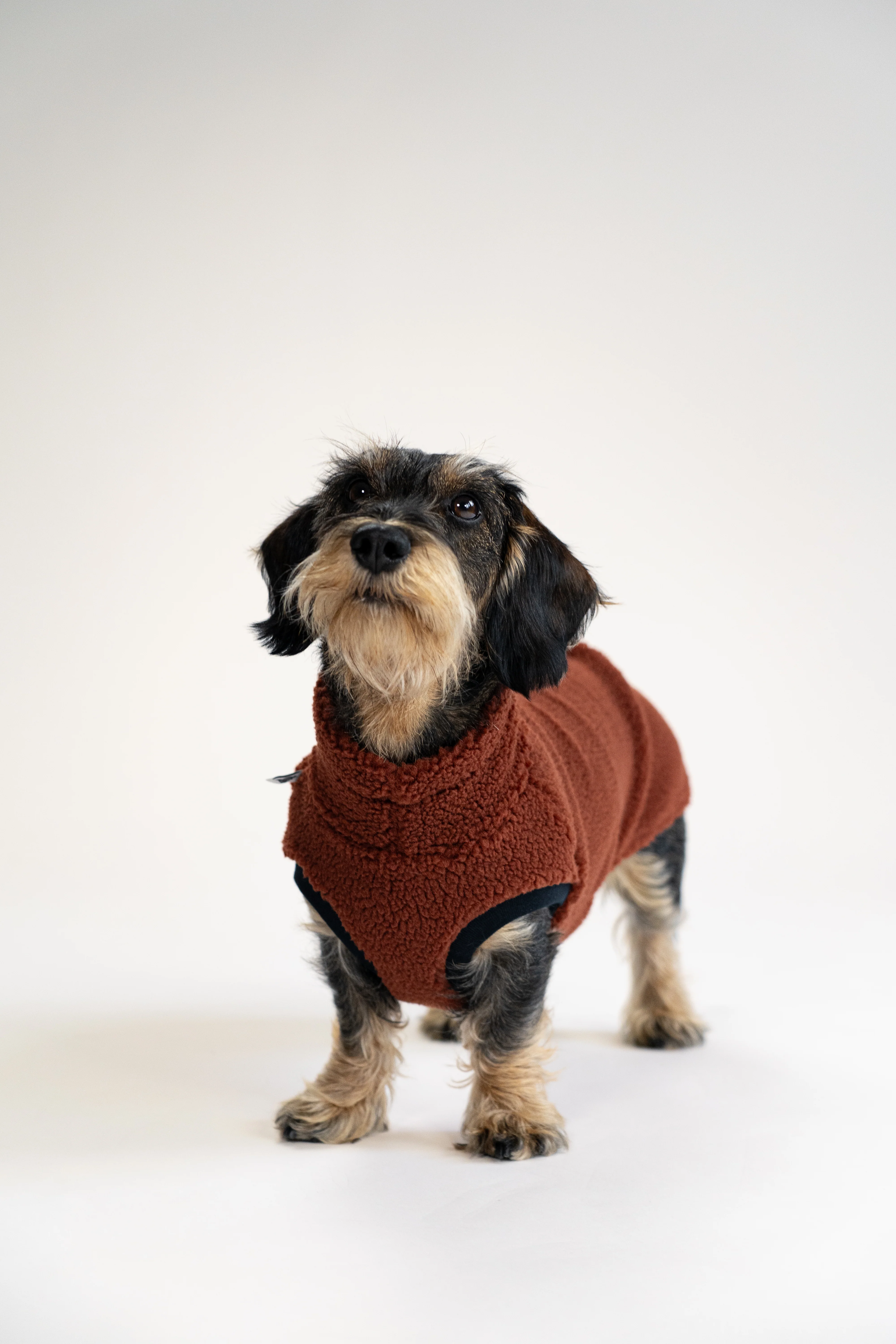 TEDDY SHIRT Dackel Brown - Image 7
