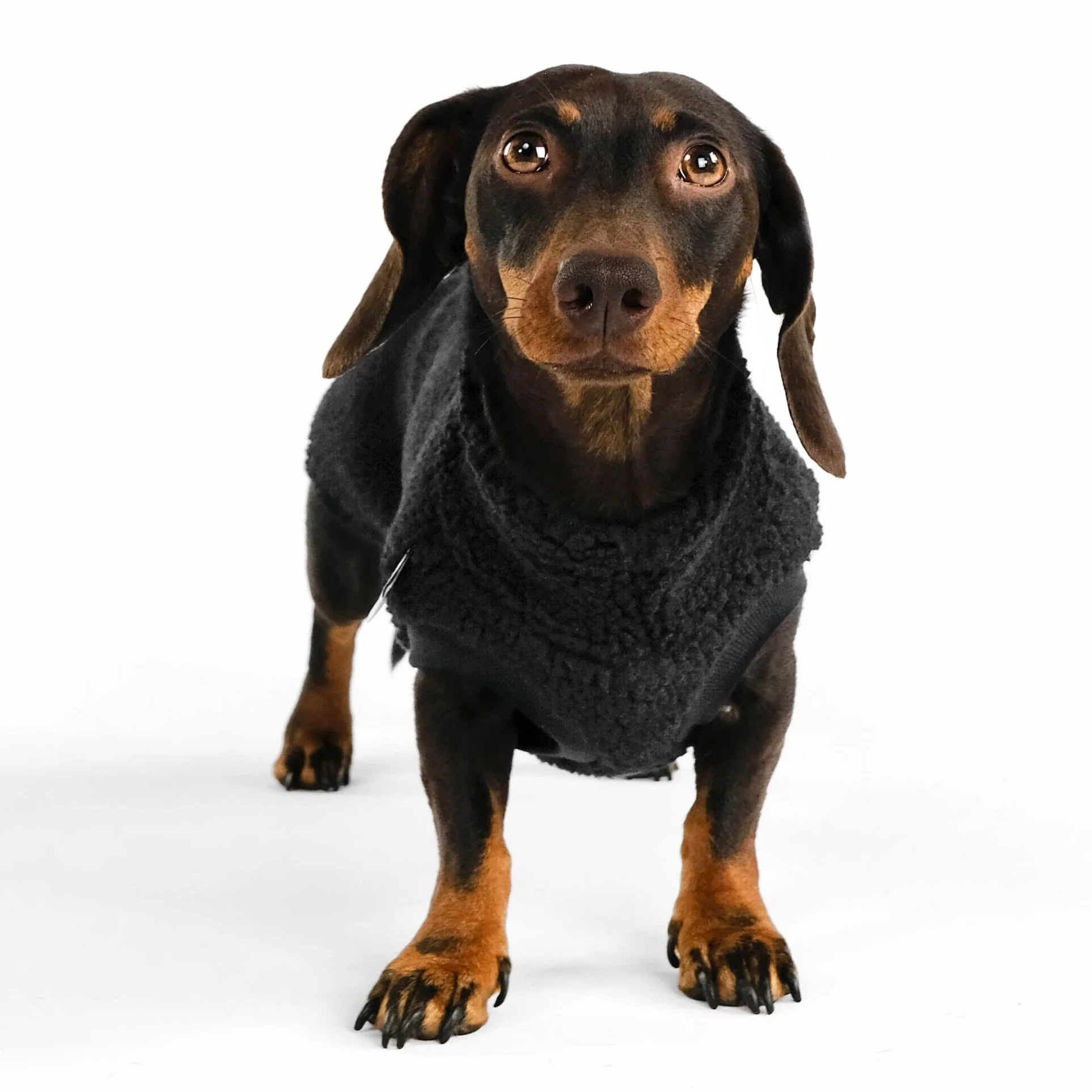 TEDDY SHIRT Dackel Schwarz - Image 5