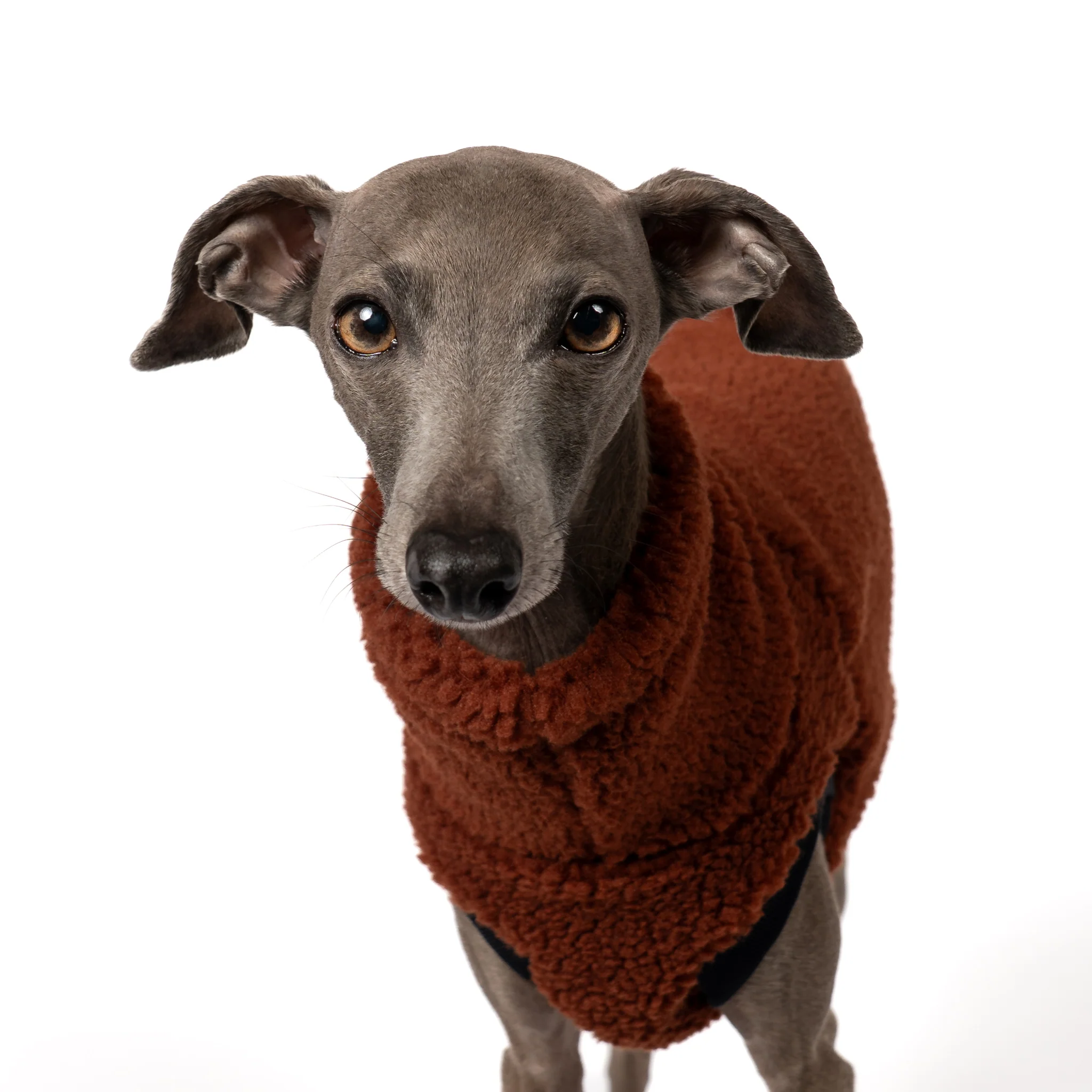 TEDDY SHIRT Iggy Brown - Image 7