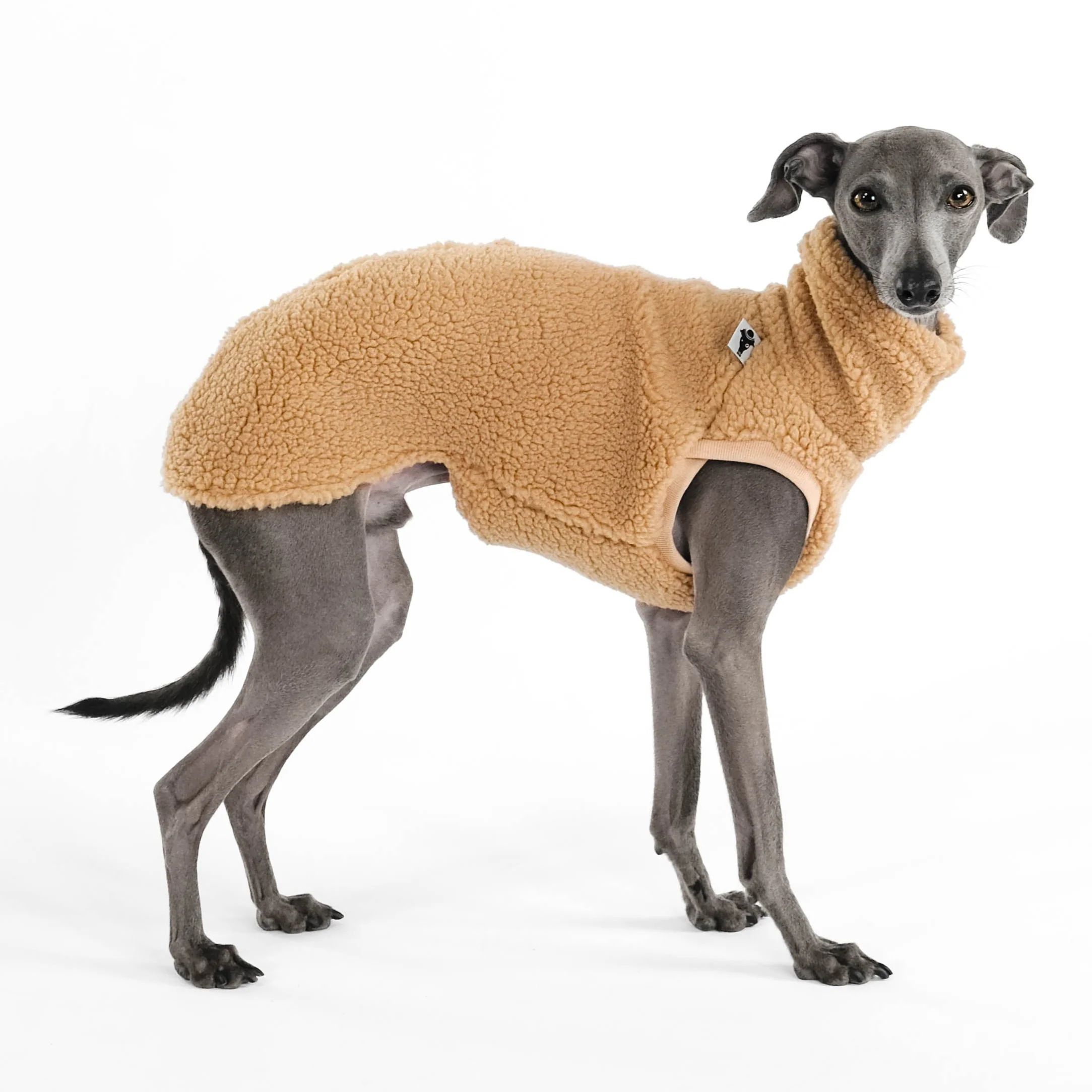 TEDDY SHIRT Iggy Camel