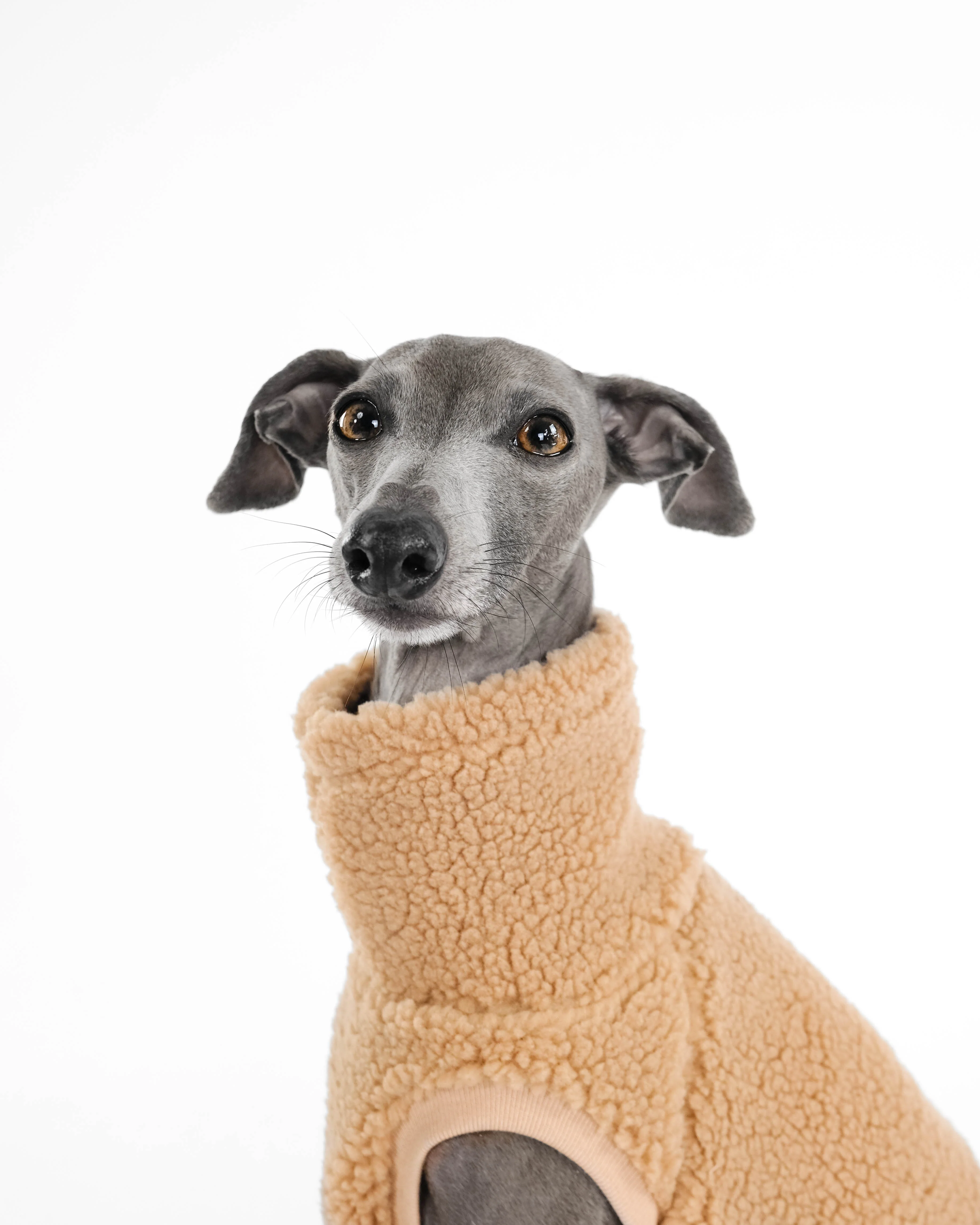 TEDDY SHIRT Iggy Camel - Image 6