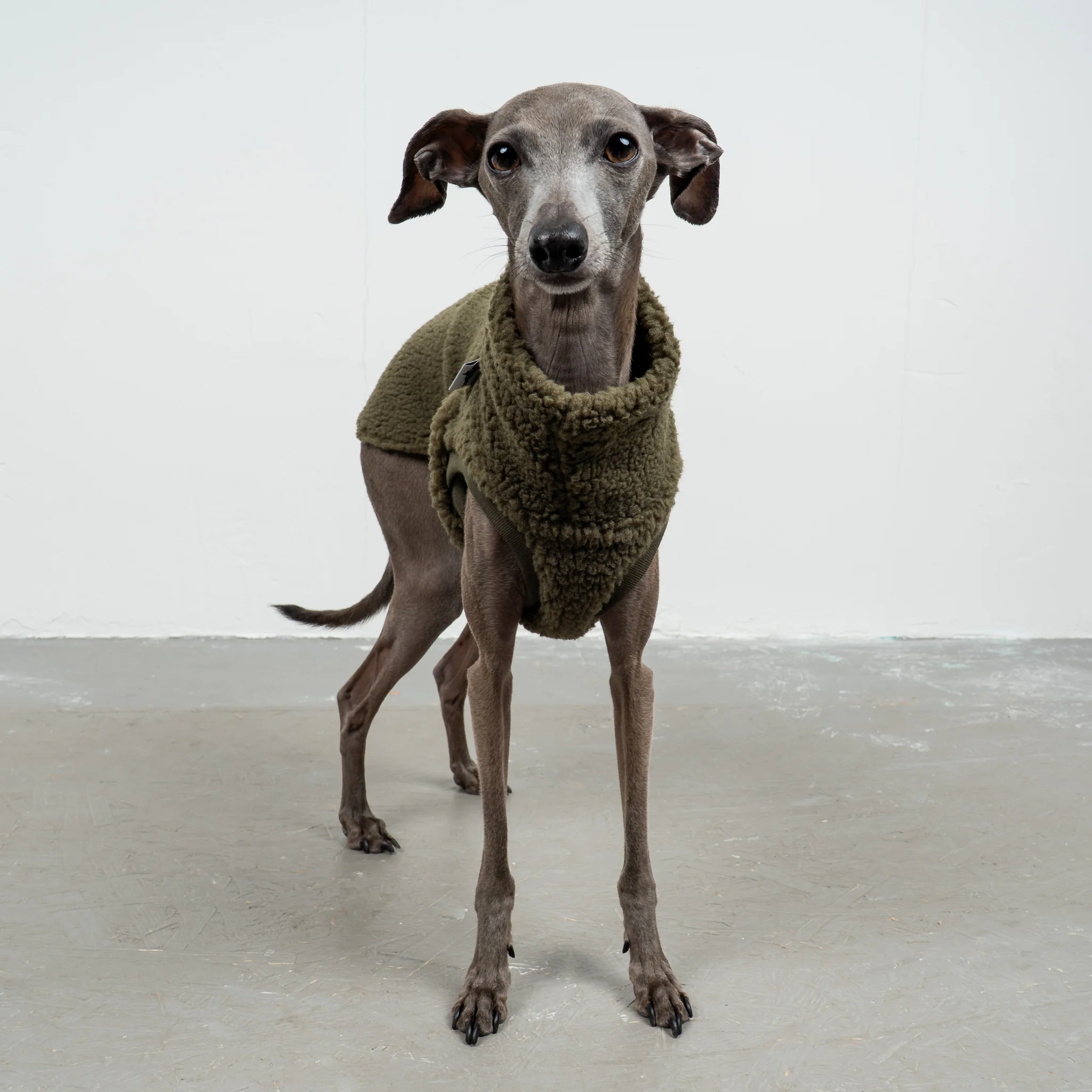 TEDDY SHIRT Iggy Dark Olive - Image 4