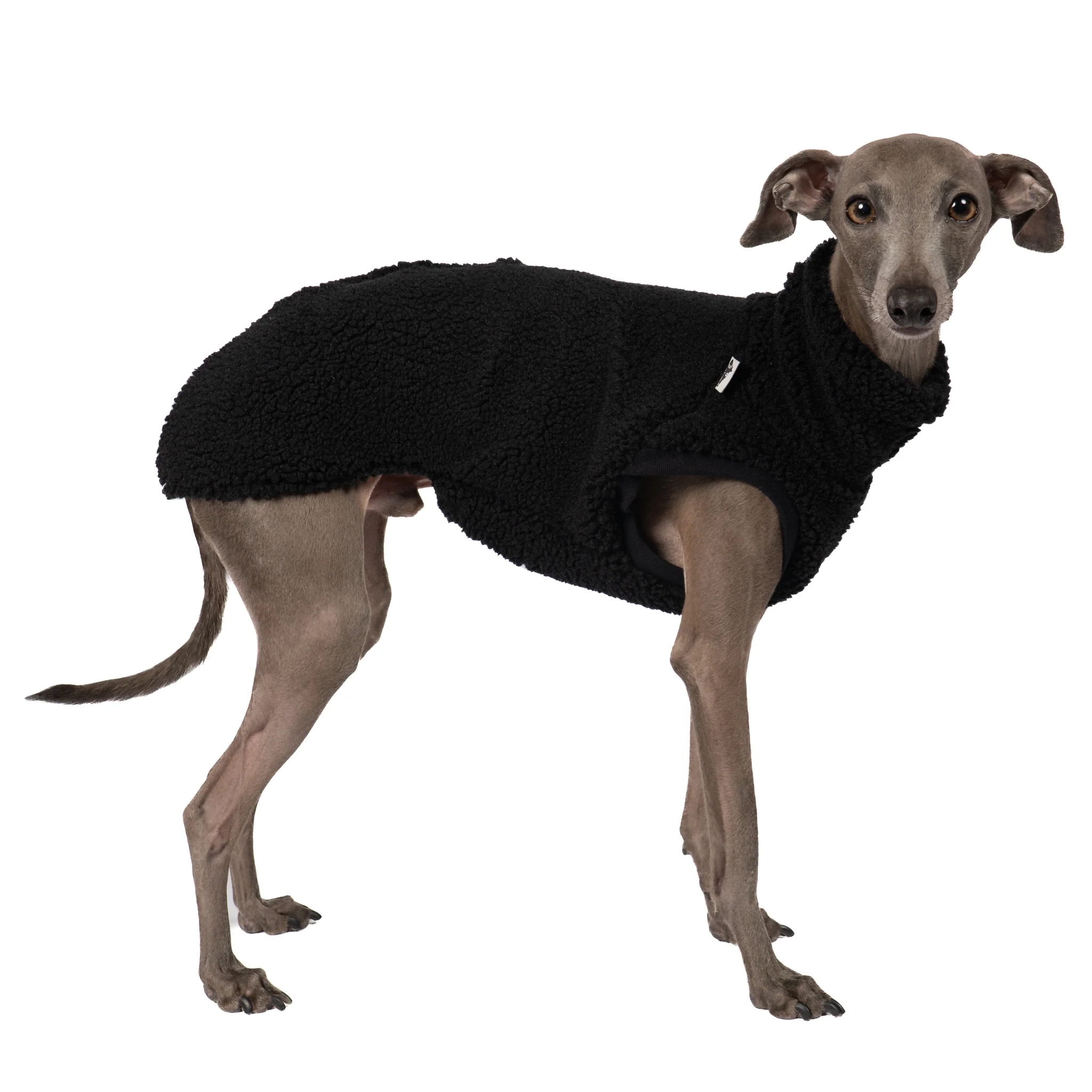 IGGY - Italienisches Windspiel