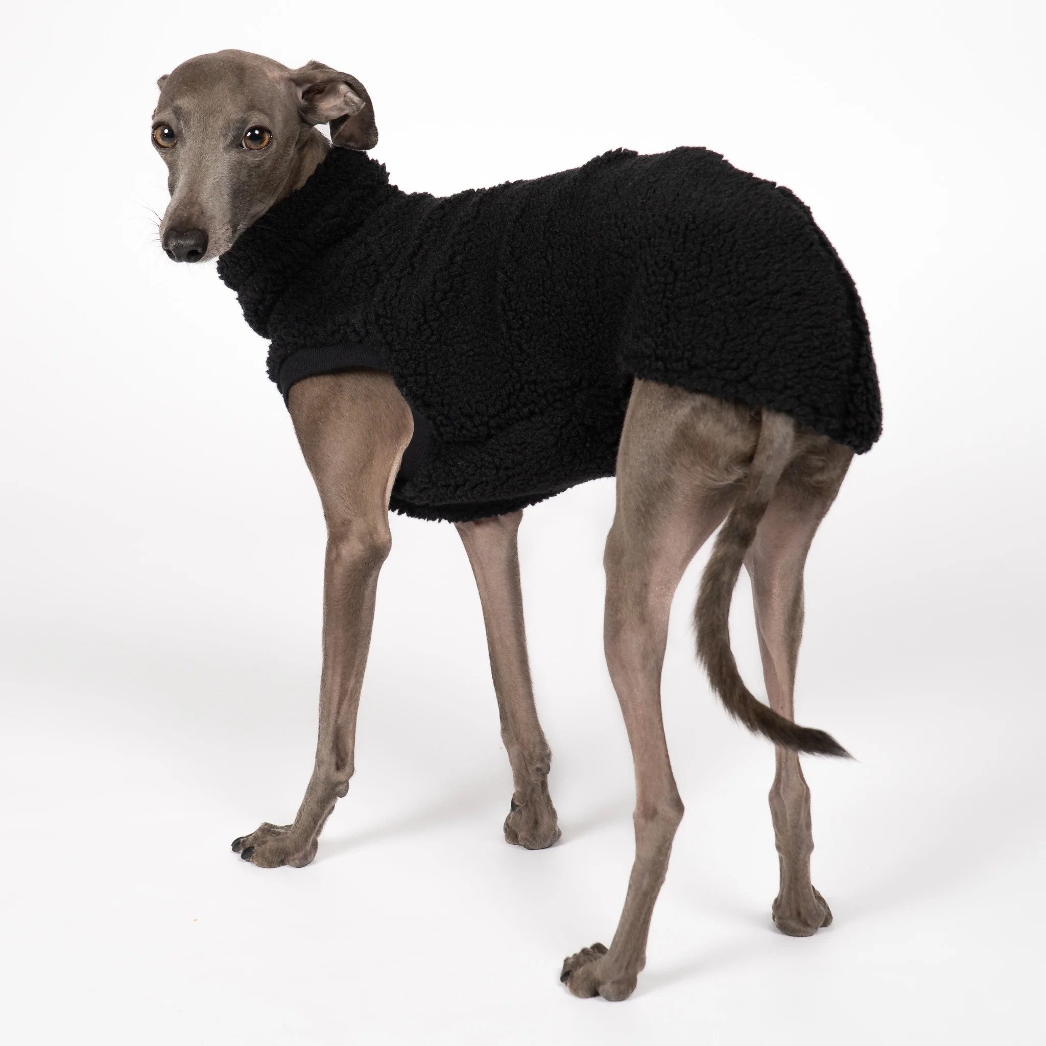 TEDDY SHIRT Iggy Schwarz - Image 4
