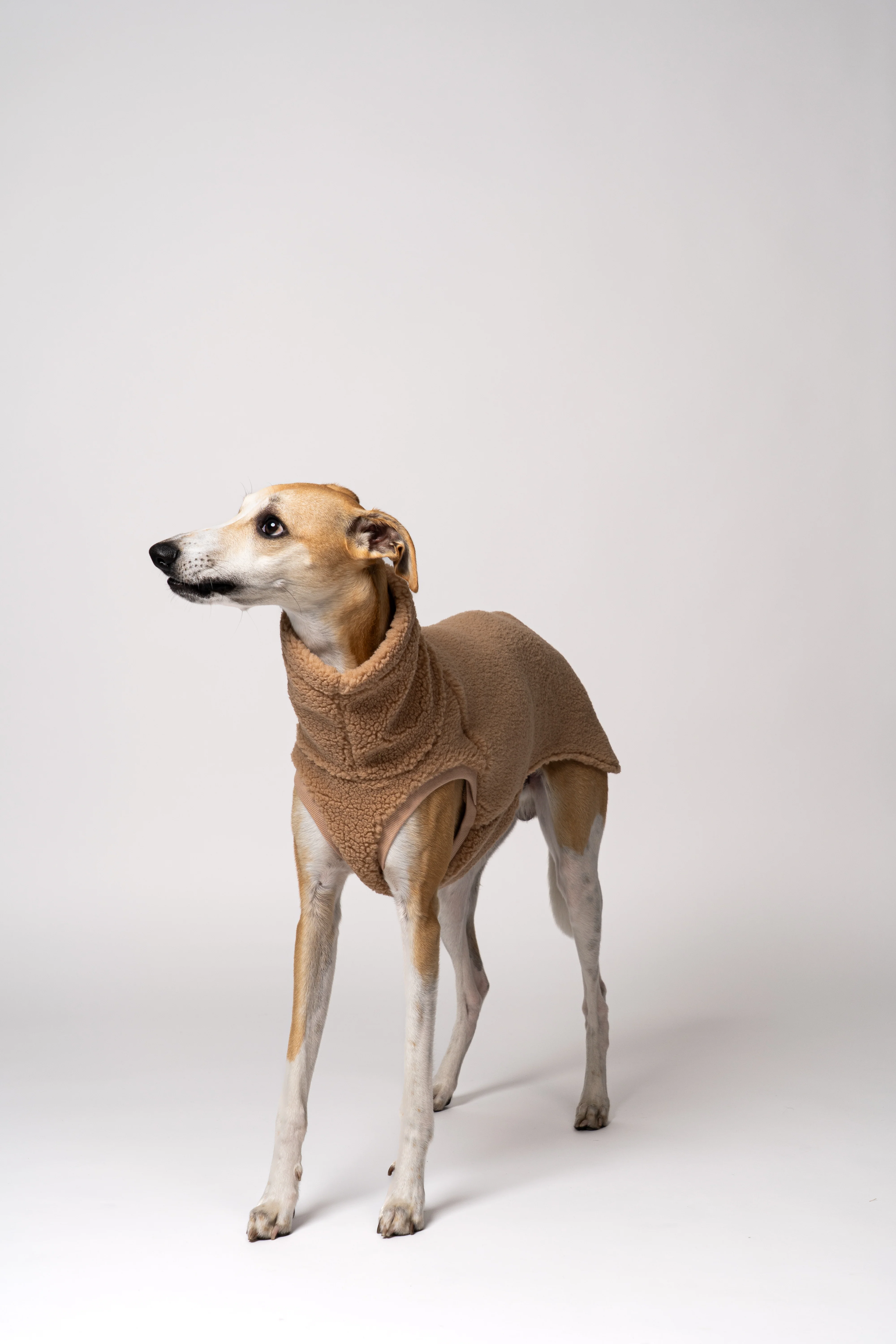 TEDDY SHIRT Windhund Camel - Image 5