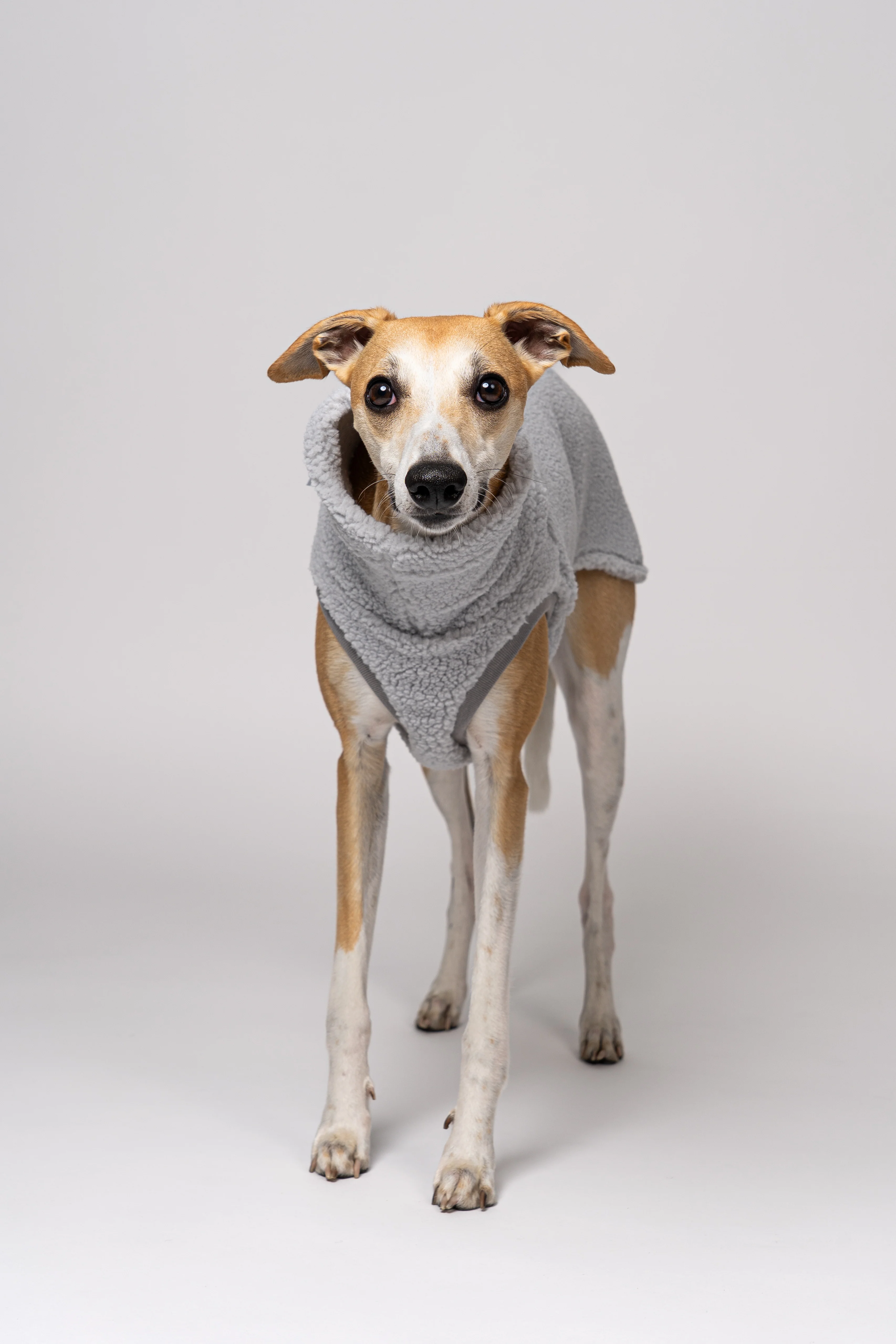 TEDDY SHIRT Windhund Light Grey - Image 5