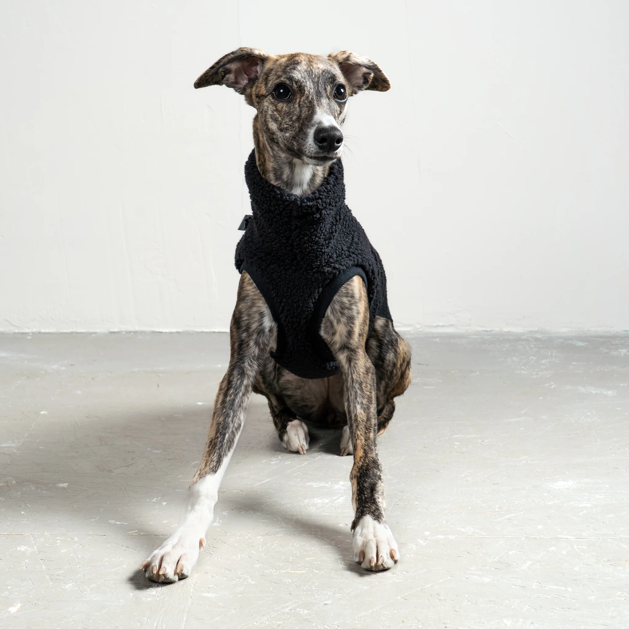 TEDDY SHIRT Windhund Schwarz - Image 2