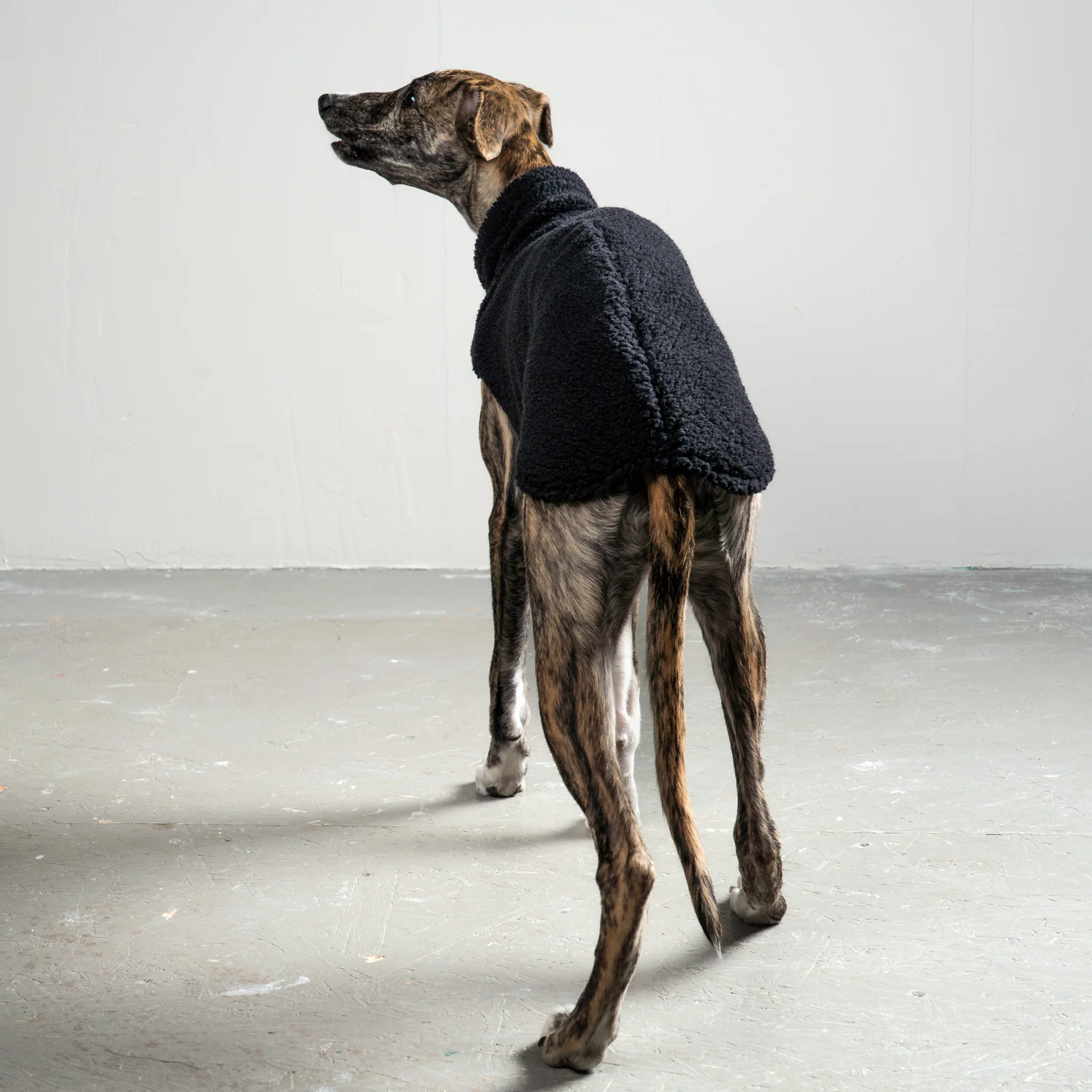 TEDDY SHIRT Windhund Schwarz - Image 3