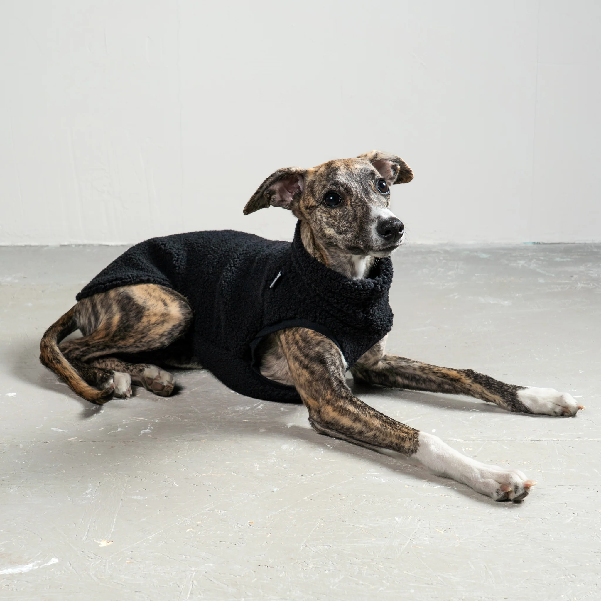 TEDDY SHIRT Windhund Schwarz - Image 4